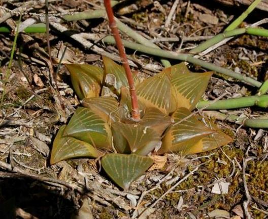 레투사(Haworthia retusa) — Wikimedia Commons CC 라이선스 대표 사진