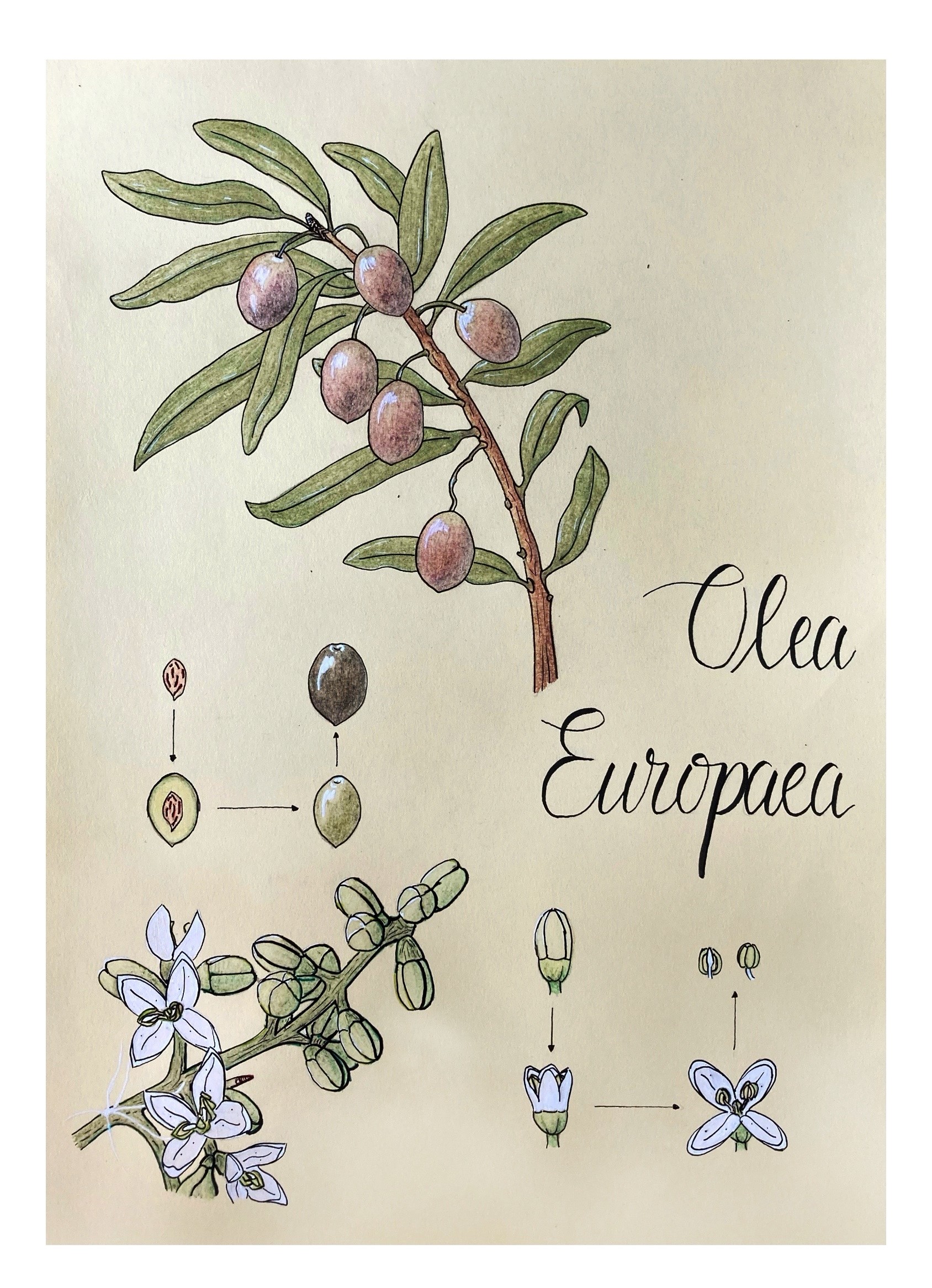 올리브 나무(Olea europaea) 잎 — 은녹색 잎과 굴곡진 가지