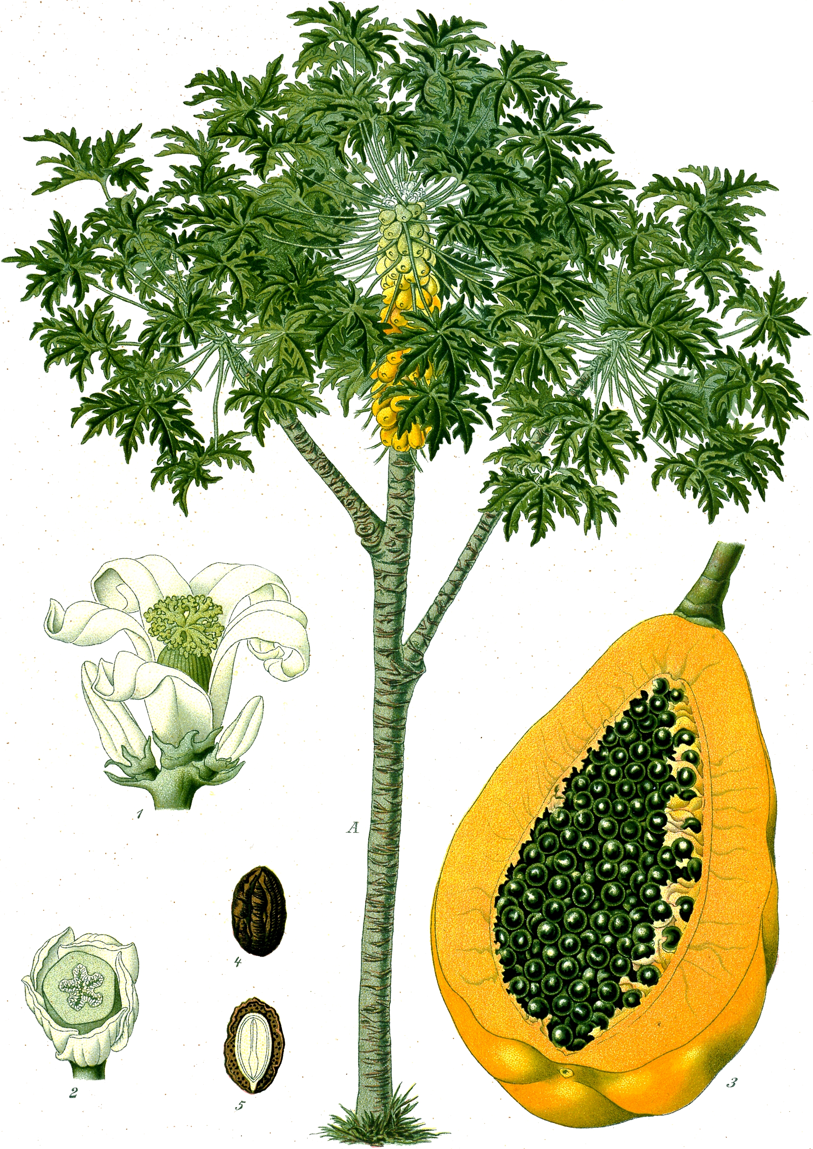 파파야(Carica papaya) — Wikimedia Commons CC 라이선스 대표 사진