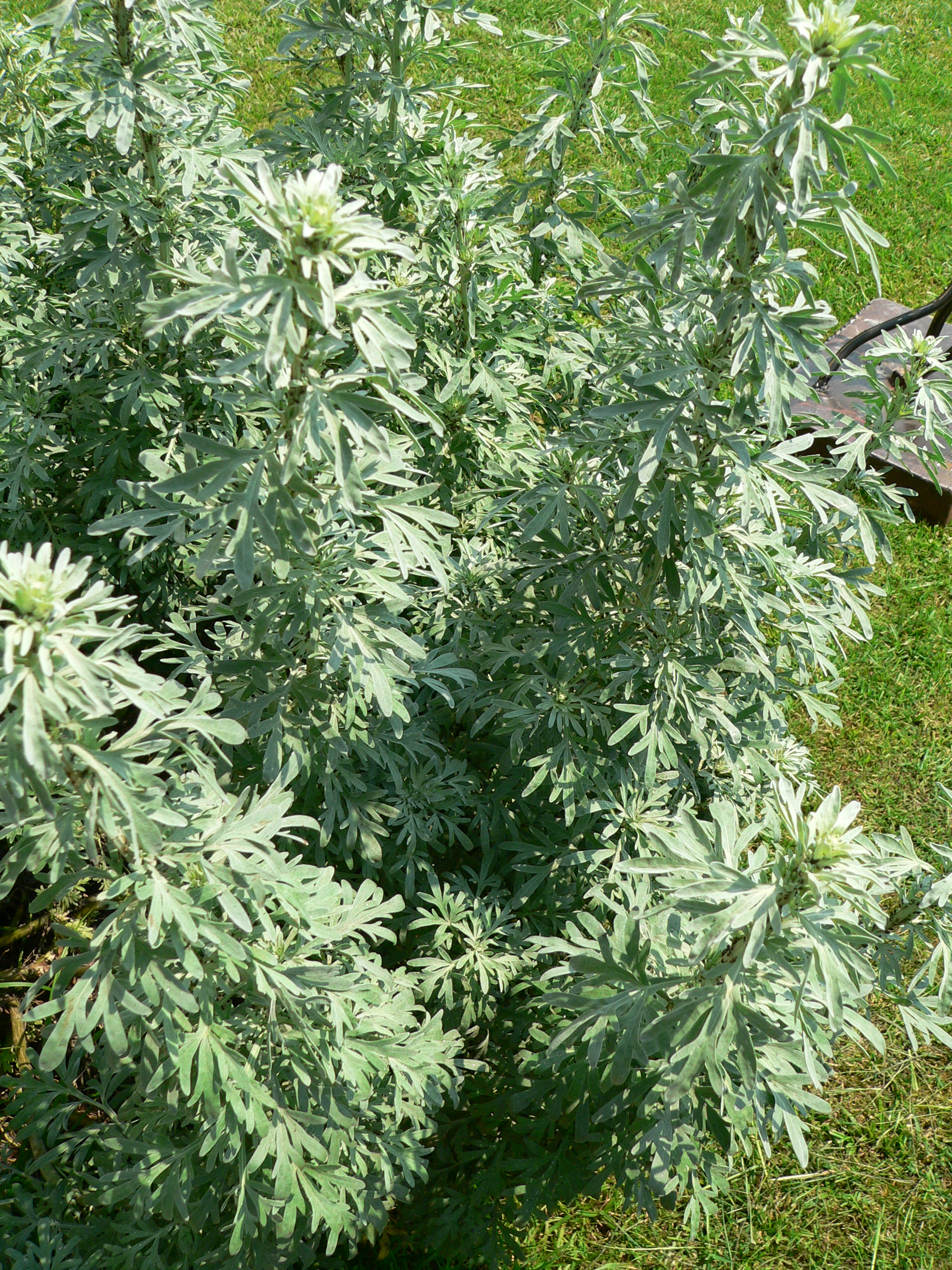 향쑥(Artemisia absinthium) — Wikimedia Commons CC 라이선스 대표 사진