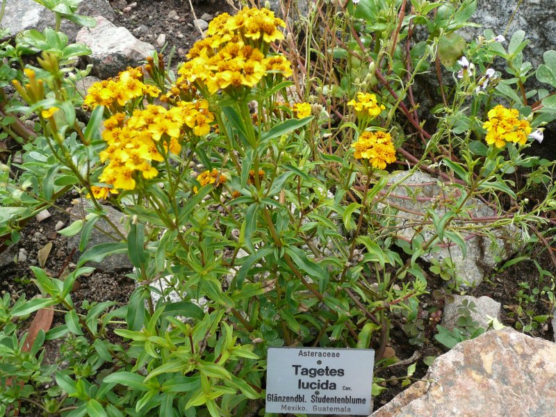 멕시칸타라곤(Tagetes lucida) — Wikimedia Commons CC 라이선스 대표 사진