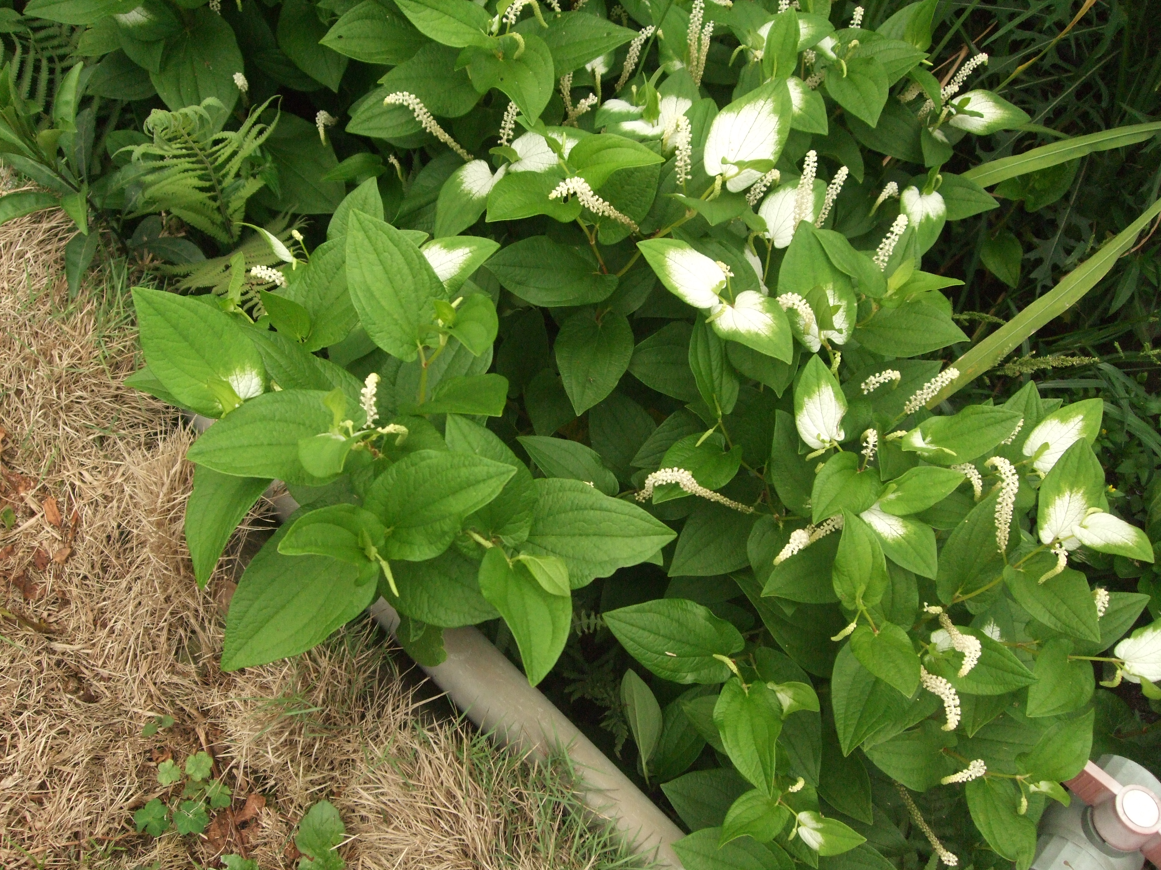 삼백초(Saururus chinensis) 대표 사진