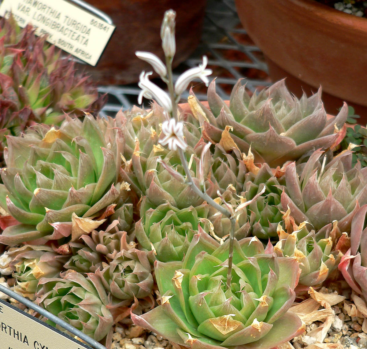 하월시아(Haworthia cymbiformis) — 투명한 잎 끝 창이 있는 소형 다육