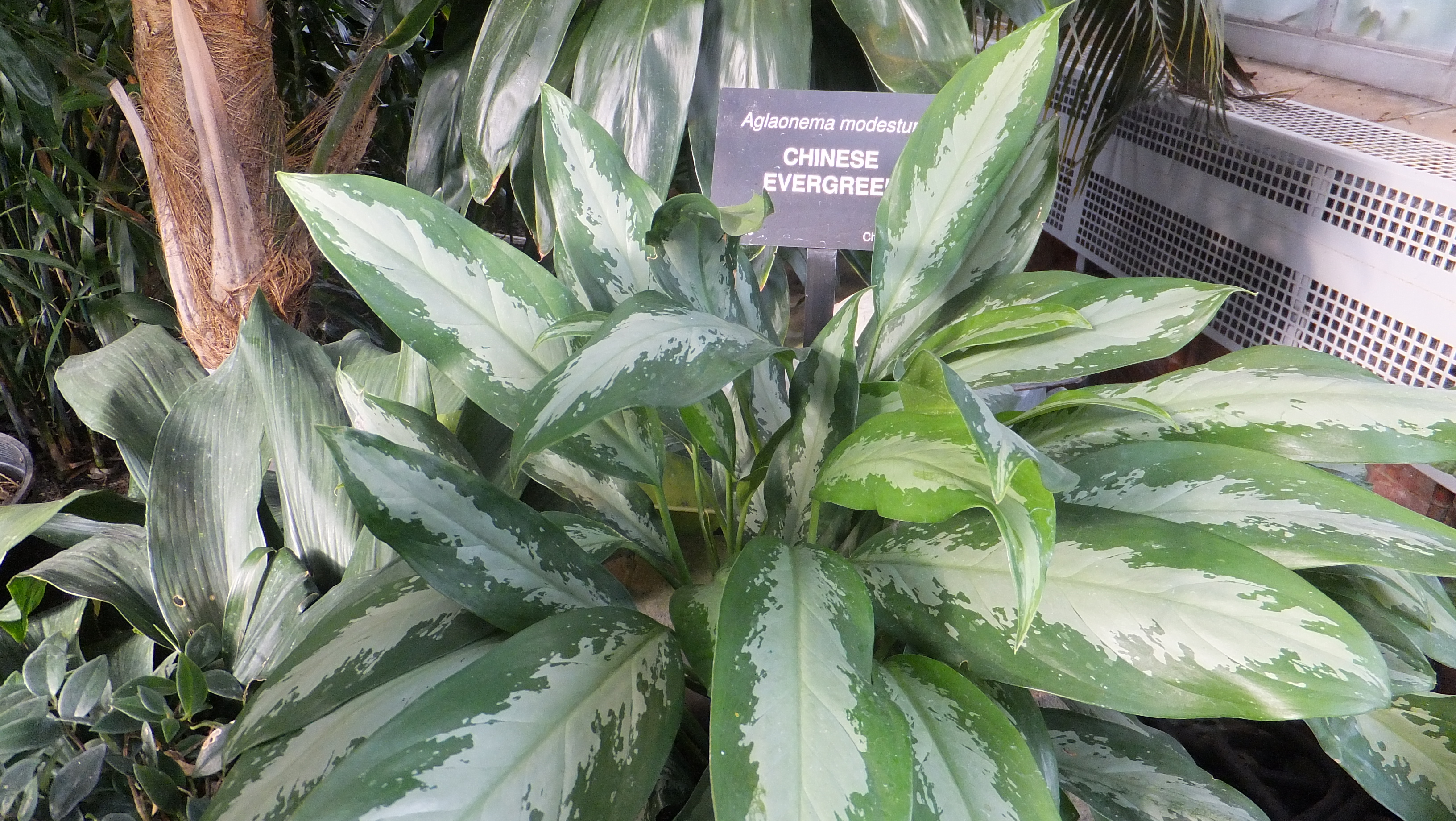 모데스툼(Aglaonema modestum) — Wikimedia Commons CC 라이선스 대표 사진