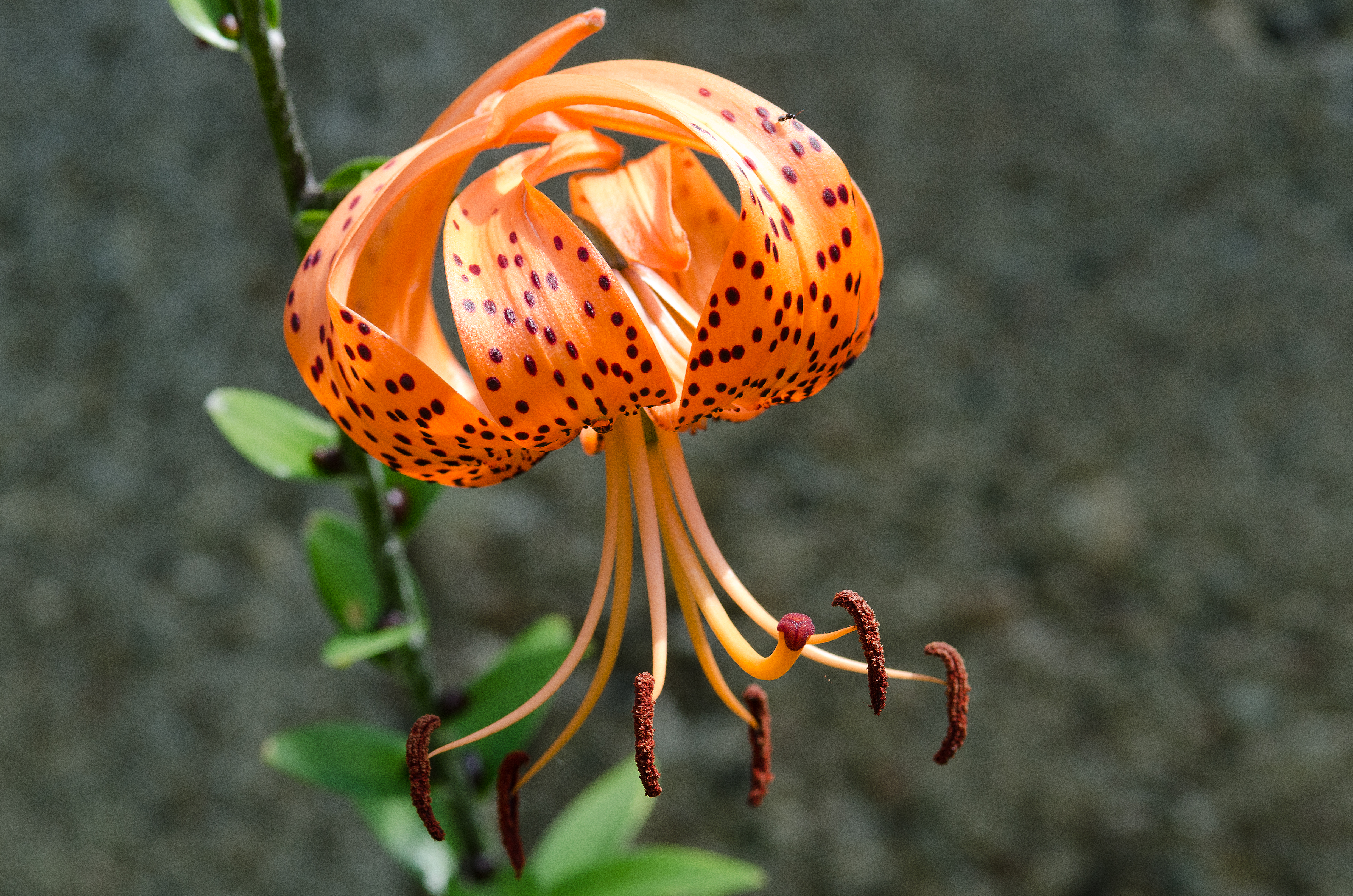 참나리(Lilium lancifolium) 대표 사진