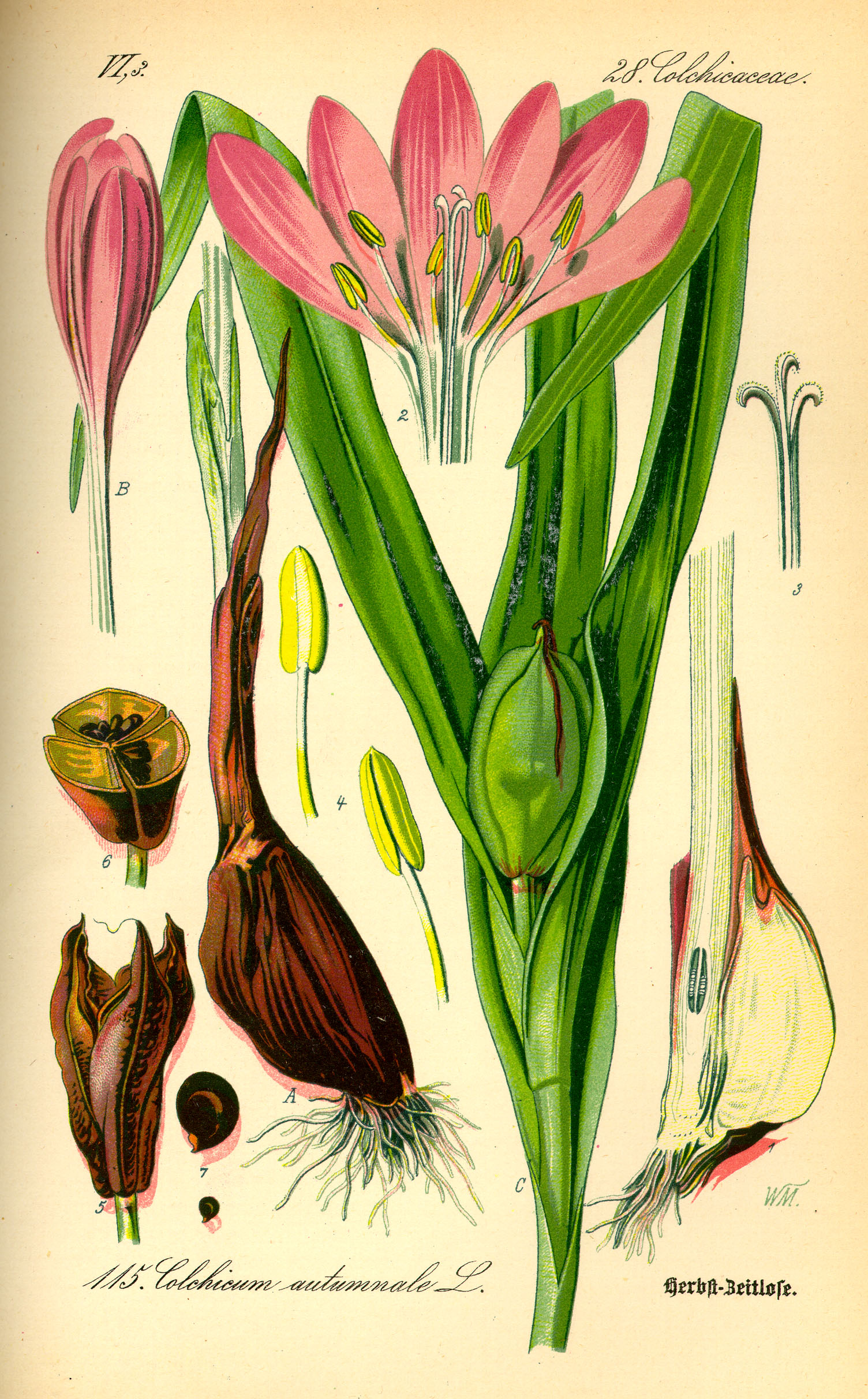 콜키쿰(Colchicum autumnale) — Wikimedia Commons CC 라이선스 대표 사진