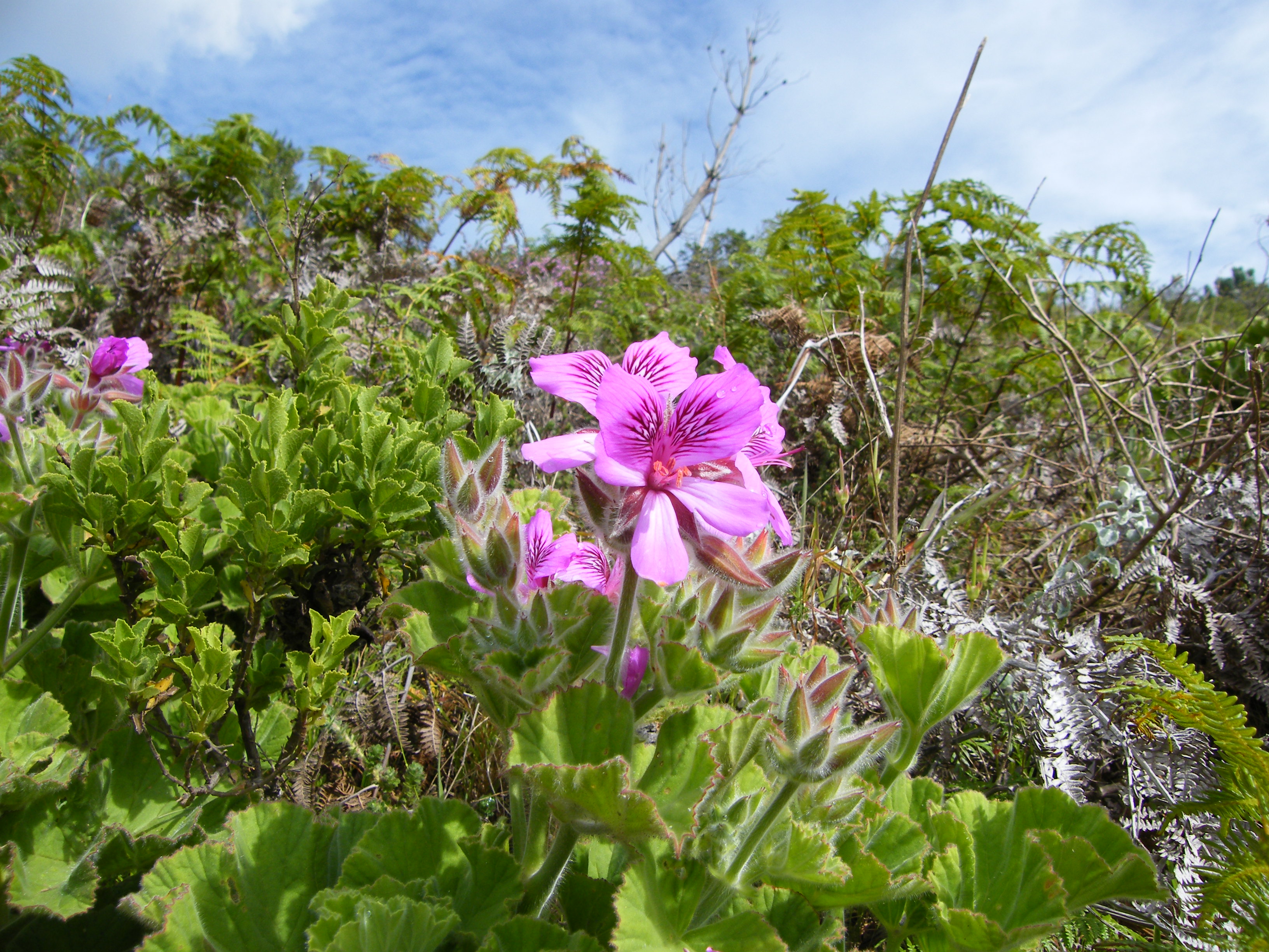 제라늄(Pelargonium) — 분홍 꽃 다발