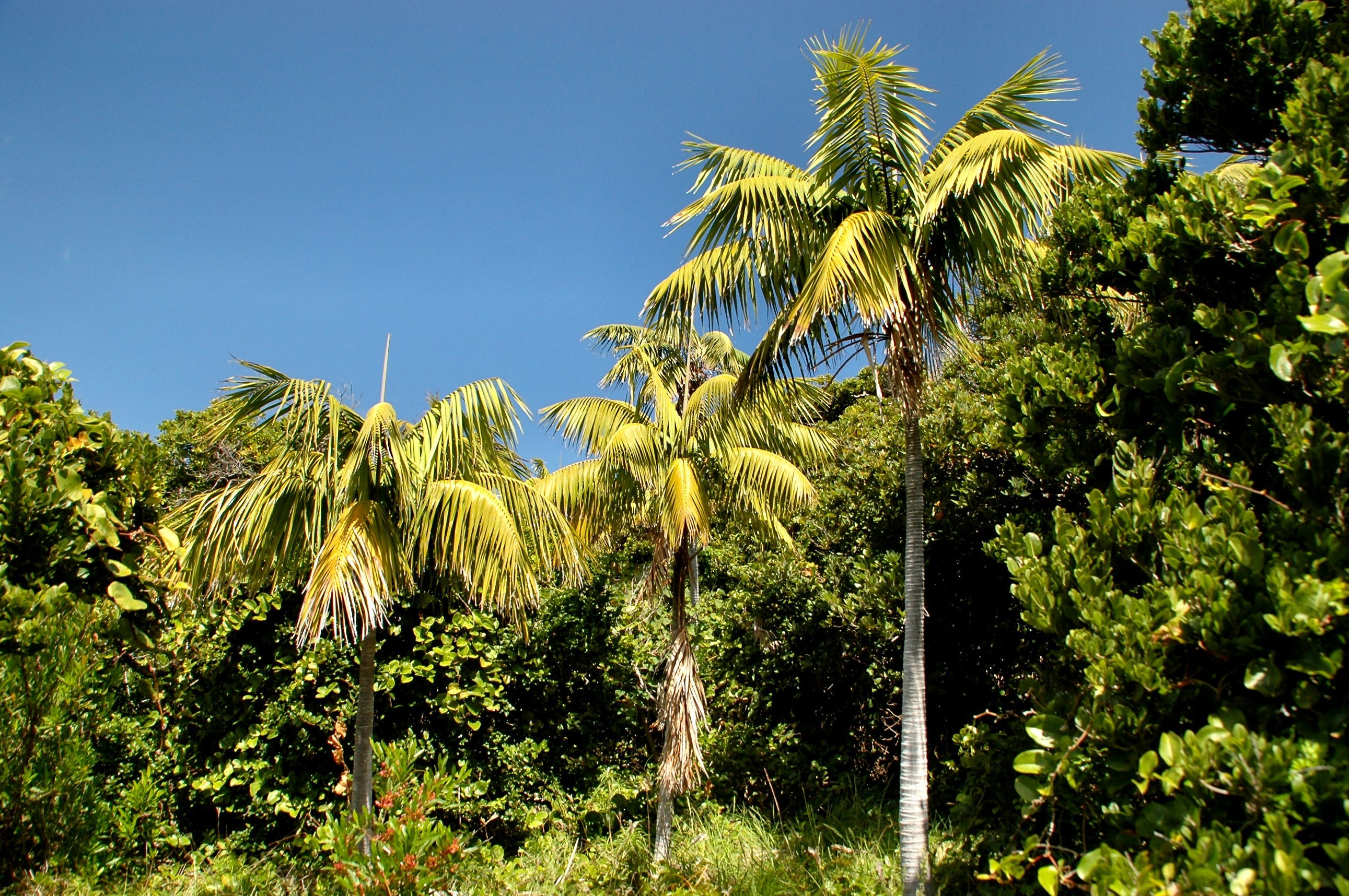 켄차야자(Howea forsteriana) 대표 사진