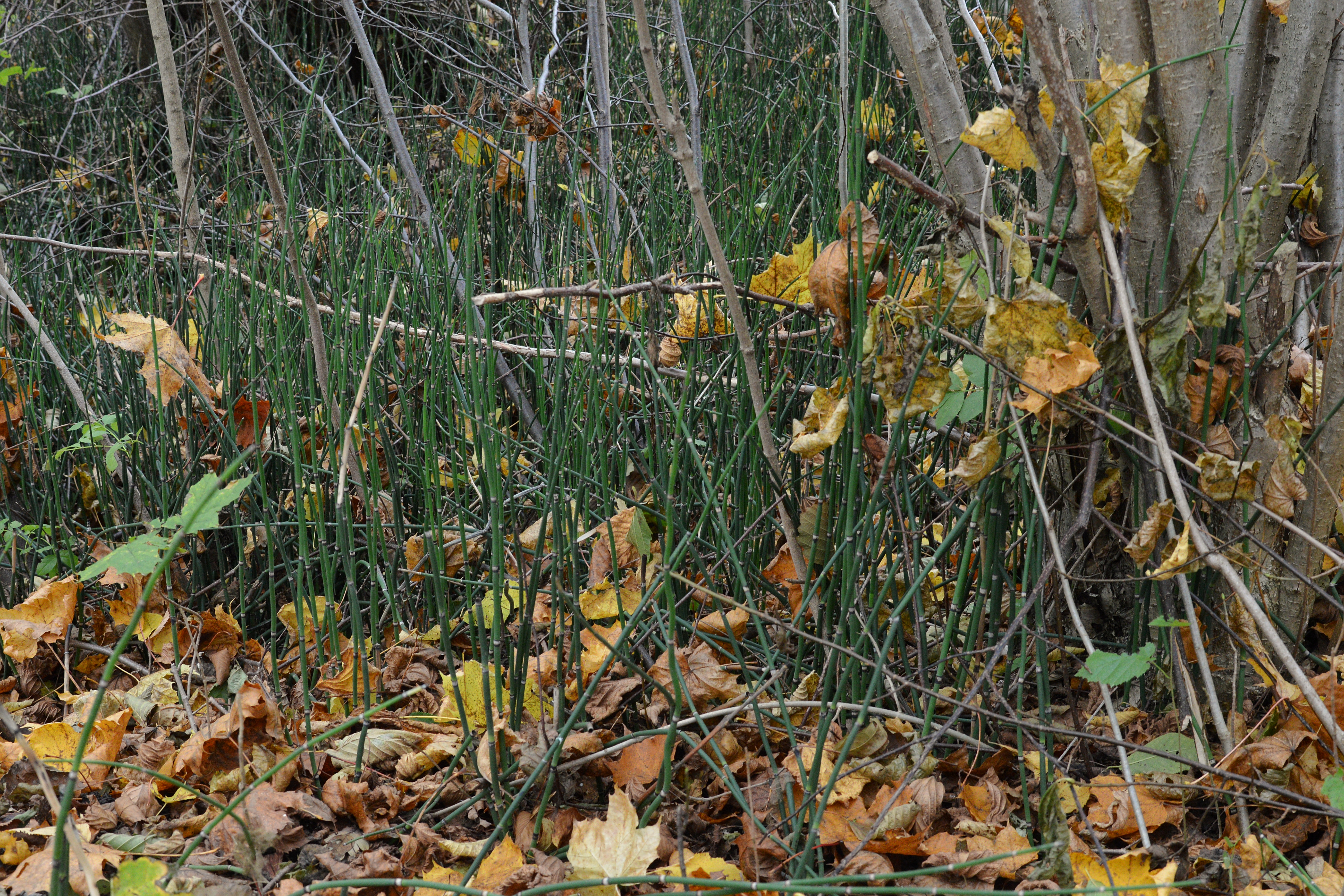 속새(Equisetum hyemale) 대표 사진