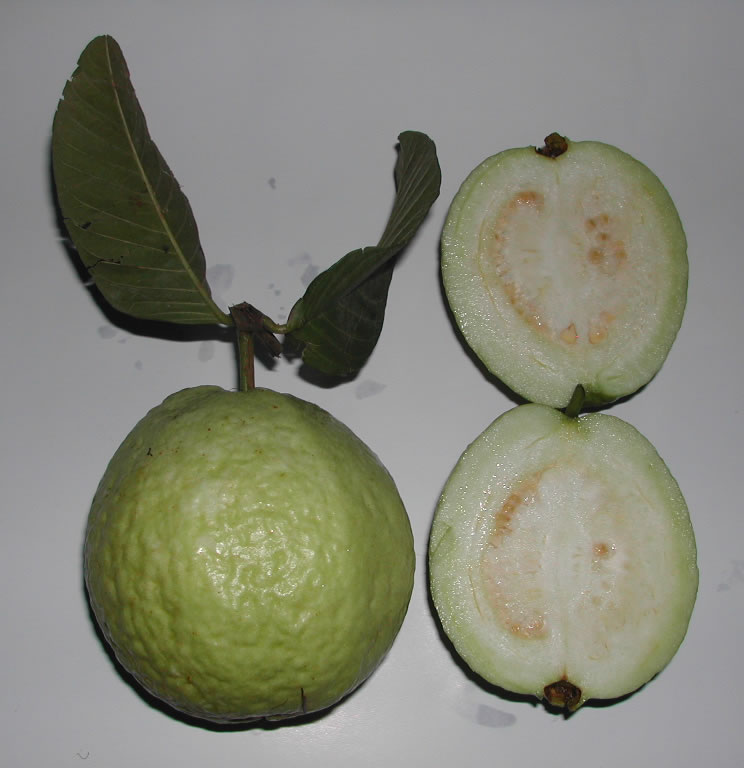 구아바(Psidium guajava) — Wikimedia Commons CC 라이선스 대표 사진