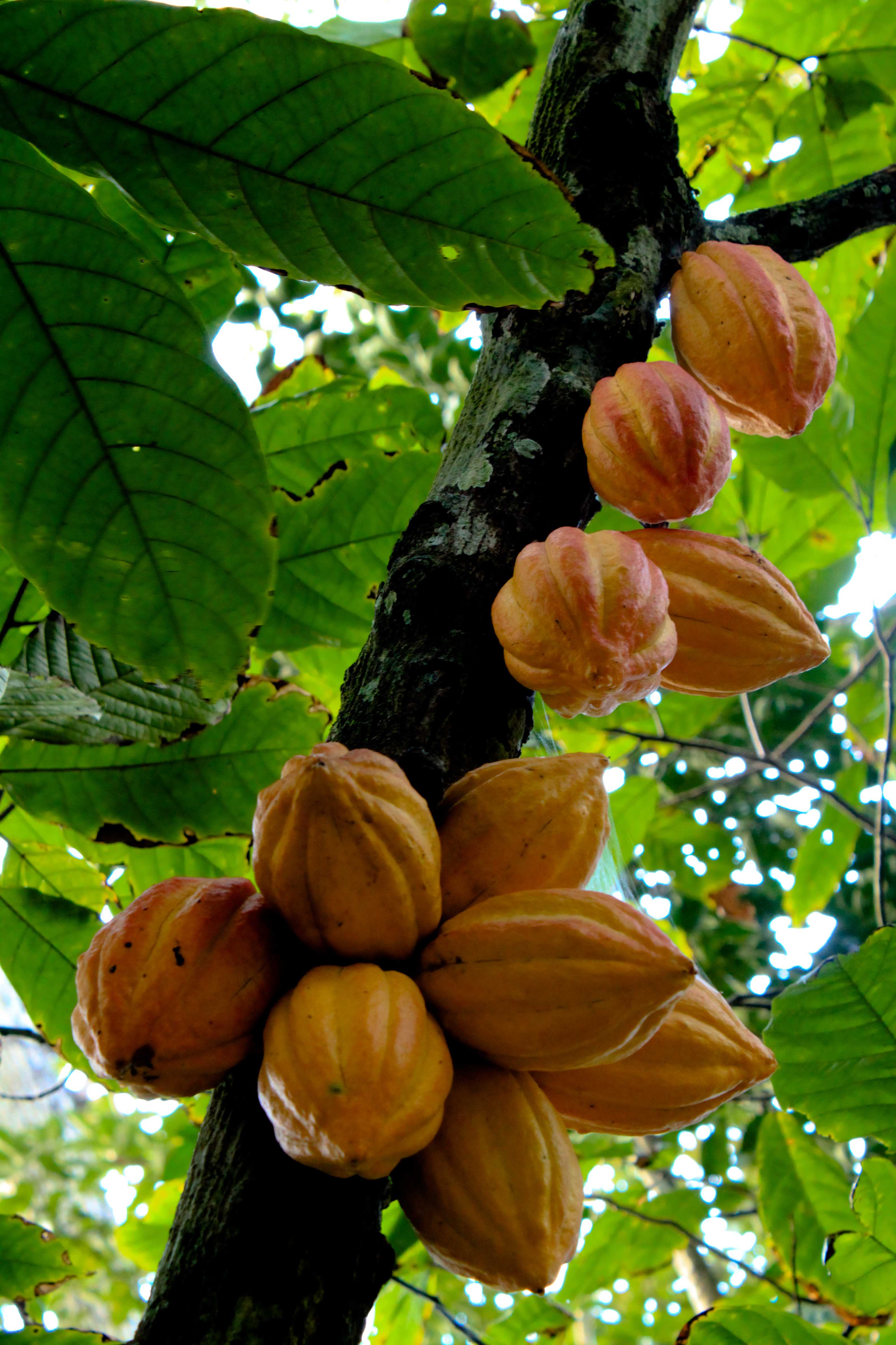 카카오(Theobroma cacao) — Wikimedia Commons CC 라이선스 대표 사진