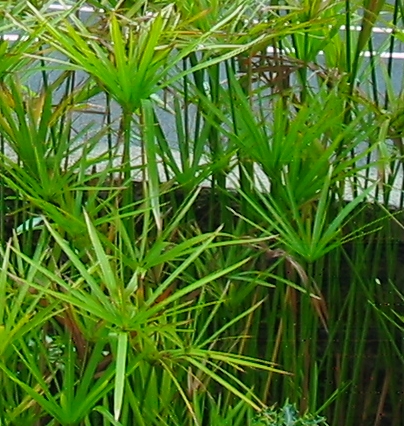 종려(Cyperus alternifolius) — Wikimedia Commons CC 라이선스 대표 사진