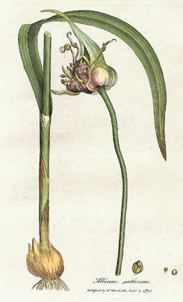 마늘(Allium sativum) — Wikimedia Commons CC 라이선스 대표 사진