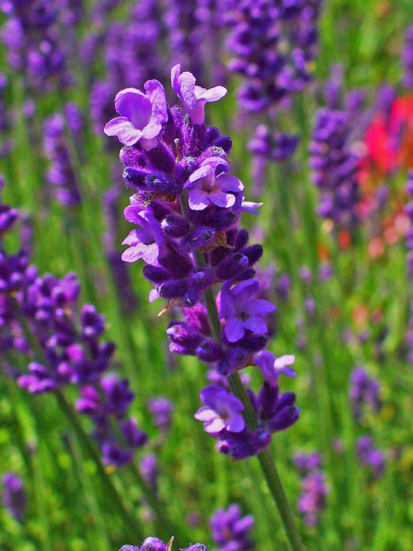 라벤더(Lavandula angustifolia) — 보라색 꽃과 강한 향기