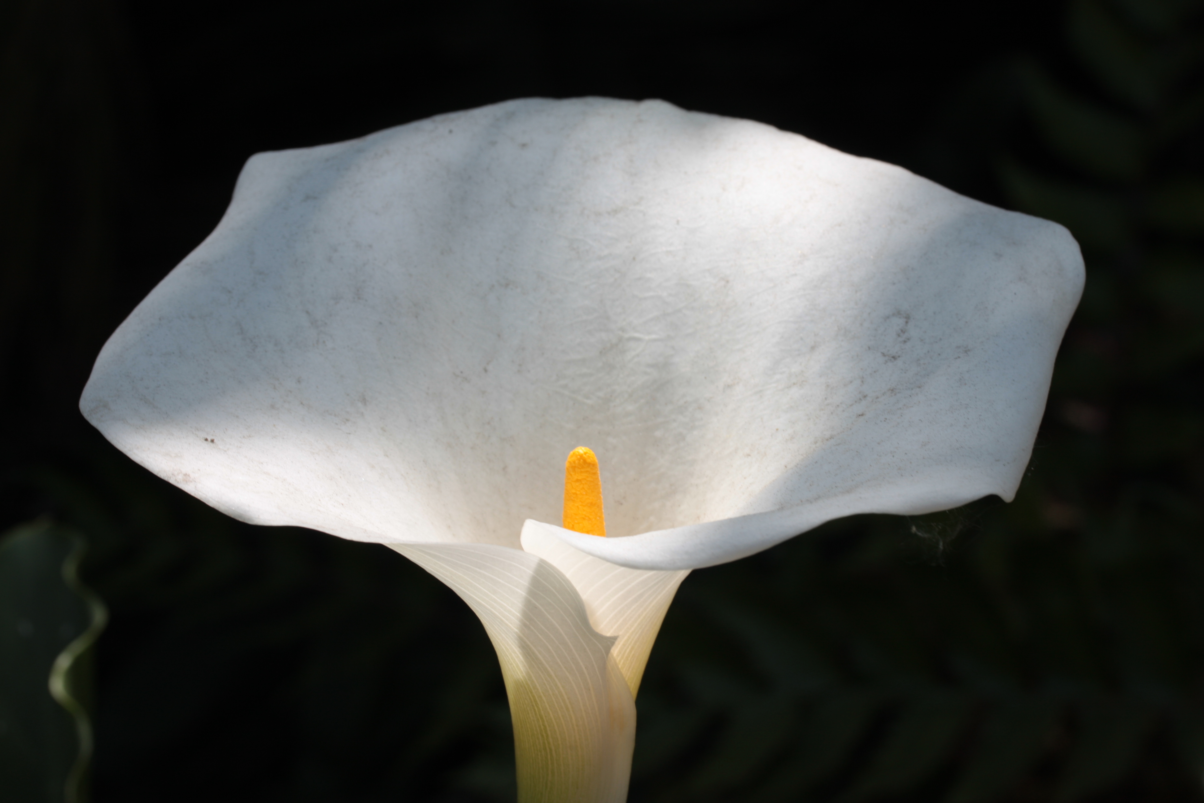 흰점박이칼라(Zantedeschia albomaculata) 대표 사진