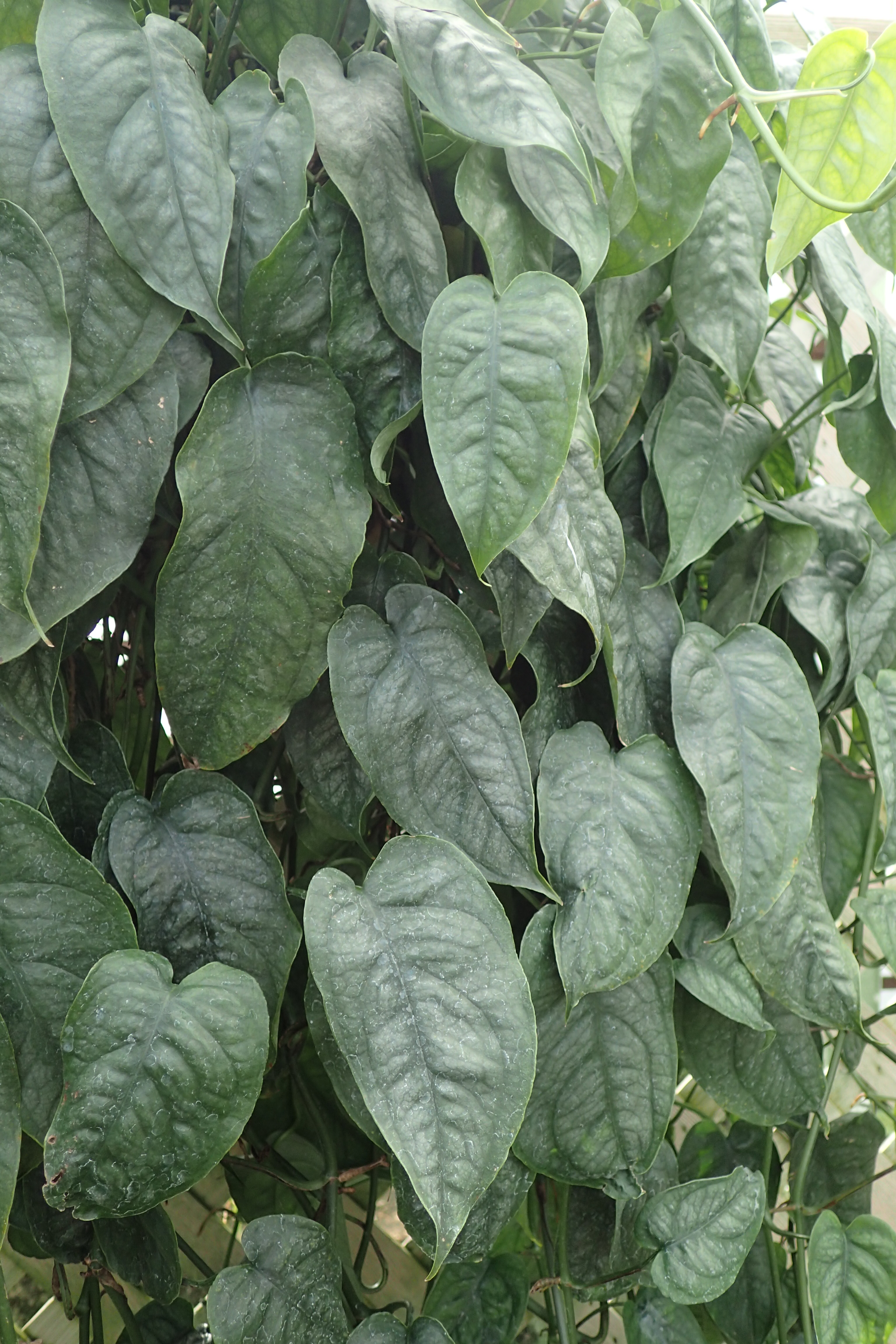 실테페카나 몬스테라(Monstera siltepecana) — Wikimedia Commons CC 라이선스 대표 사진
