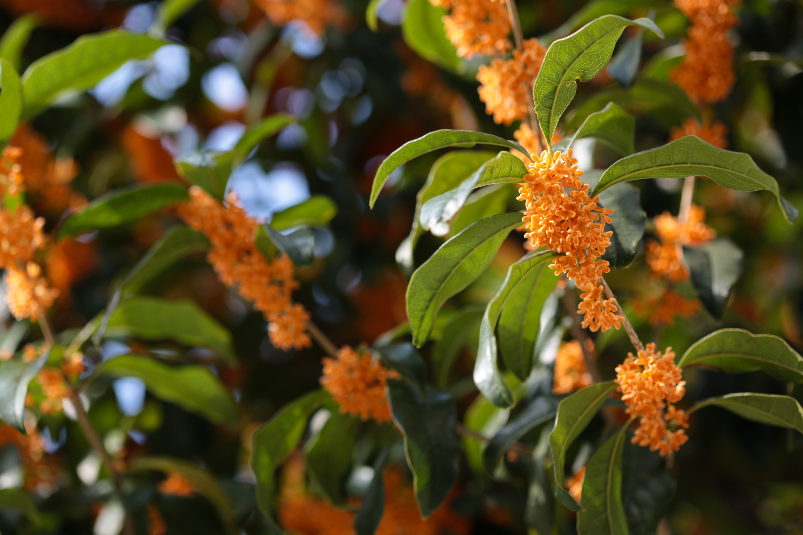 목서(Osmanthus fragrans) — Wikimedia Commons CC 라이선스 대표 사진