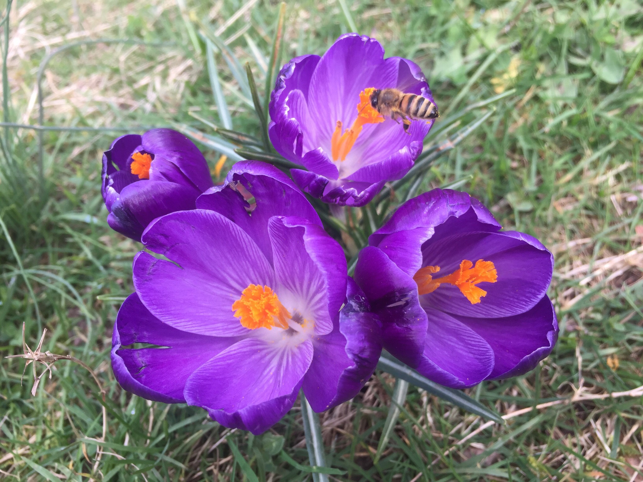 봄크로커스(Crocus vernus) — Wikimedia Commons CC 라이선스 대표 사진