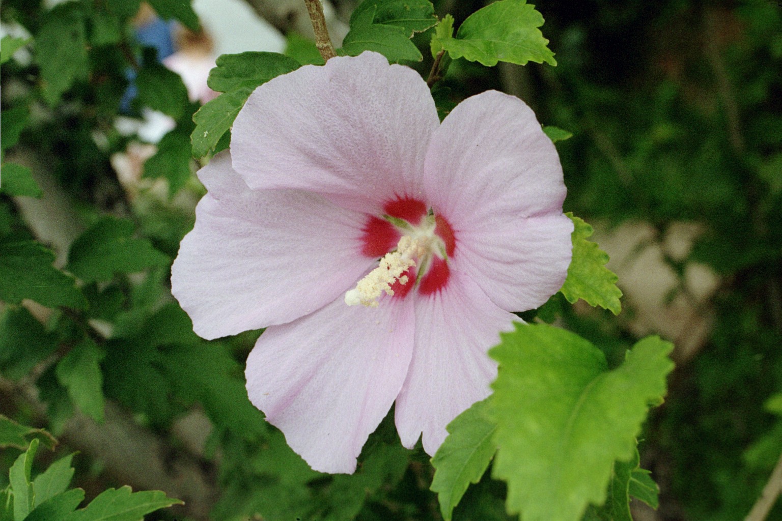 무궁화(Hibiscus syriacus) 대표 사진