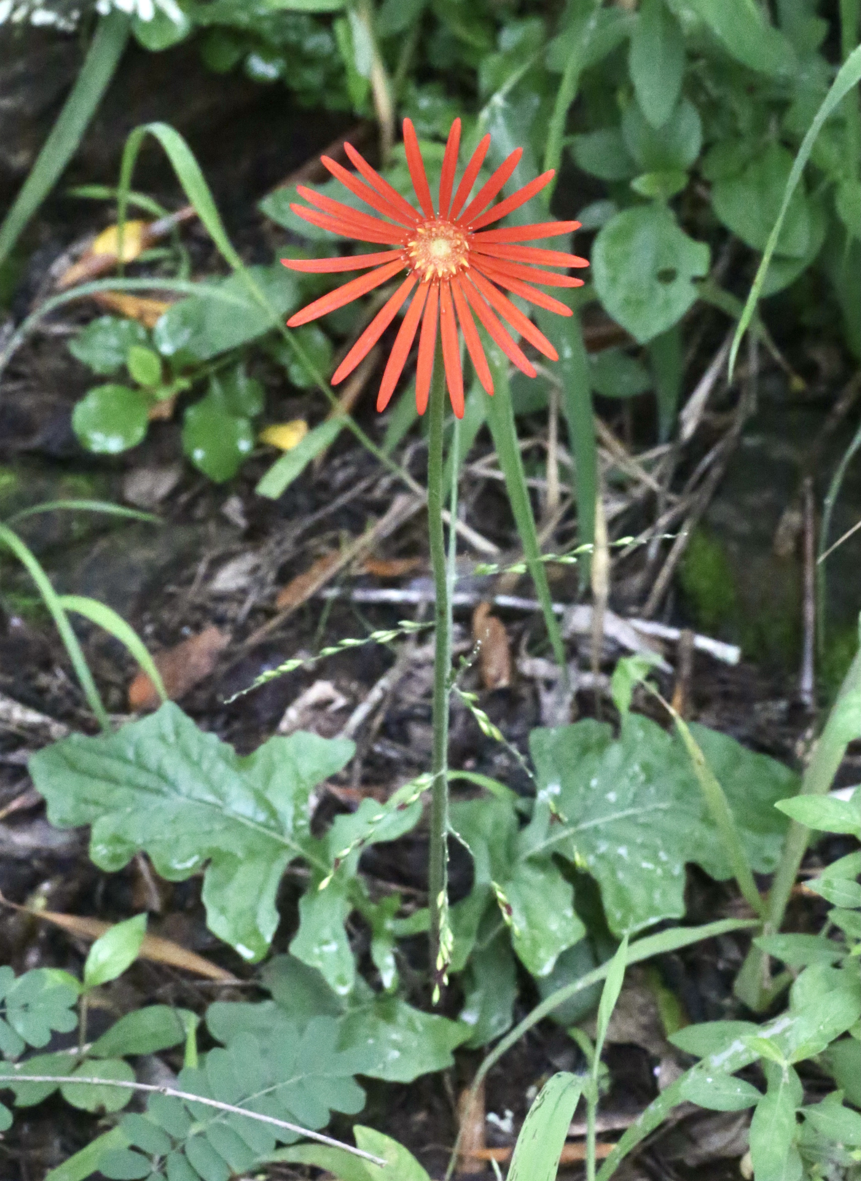 거베라(Gerbera jamesonii) — 큰 데이지 모양 화려한 꽃