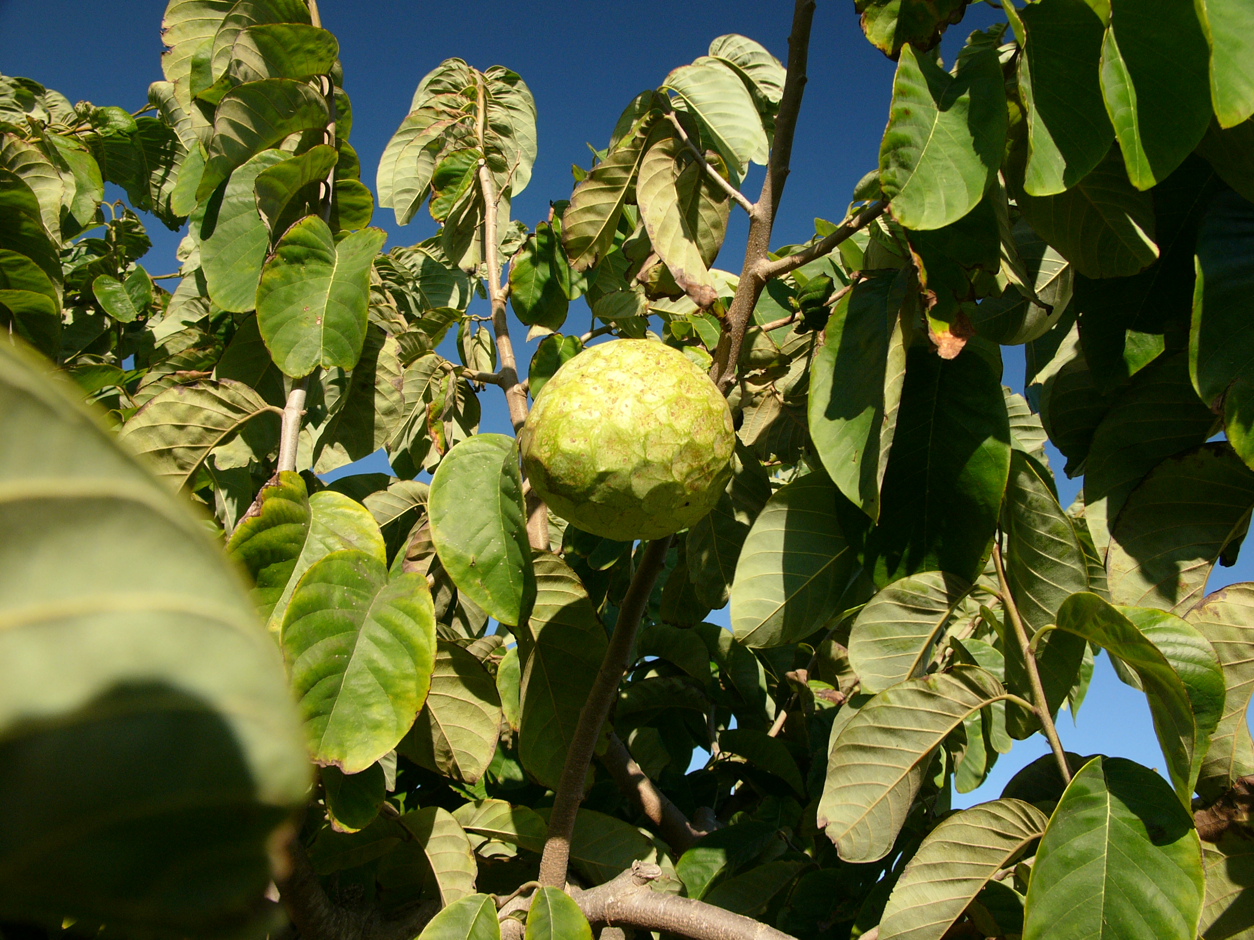 체리모야(Annona cherimola) — Wikimedia Commons CC 라이선스 대표 사진
