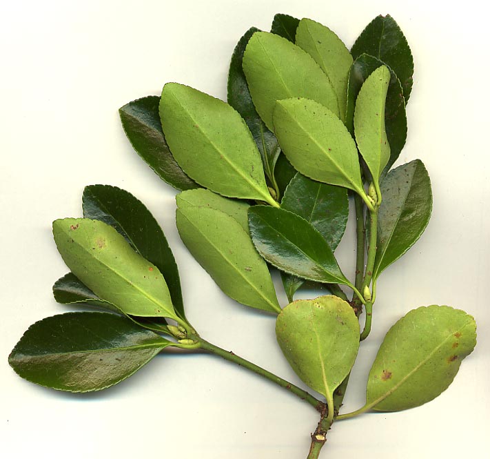 사철나무(Euonymus japonicus) — Wikimedia Commons CC 라이선스 대표 사진