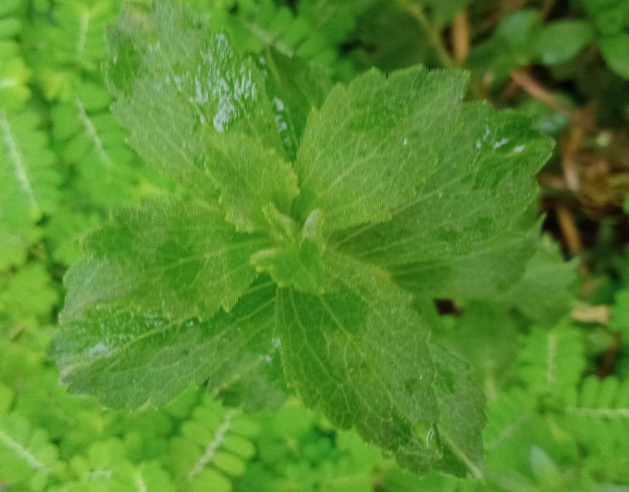 바질 잎 클로즈업 — 톱니 가장자리 식별