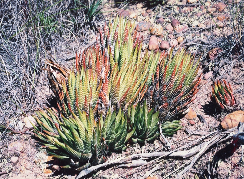 파스키아타(Haworthiopsis fasciata) — Wikimedia Commons CC 라이선스 대표 사진