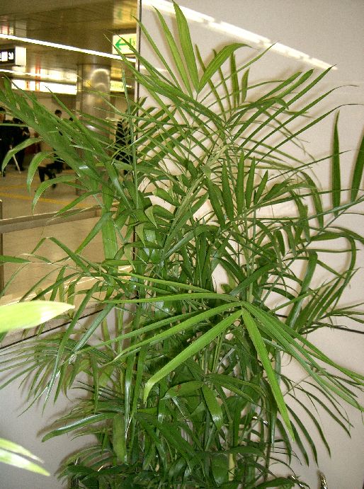 대나무야자(Chamaedorea seifrizii) — Wikimedia Commons CC 라이선스 대표 사진