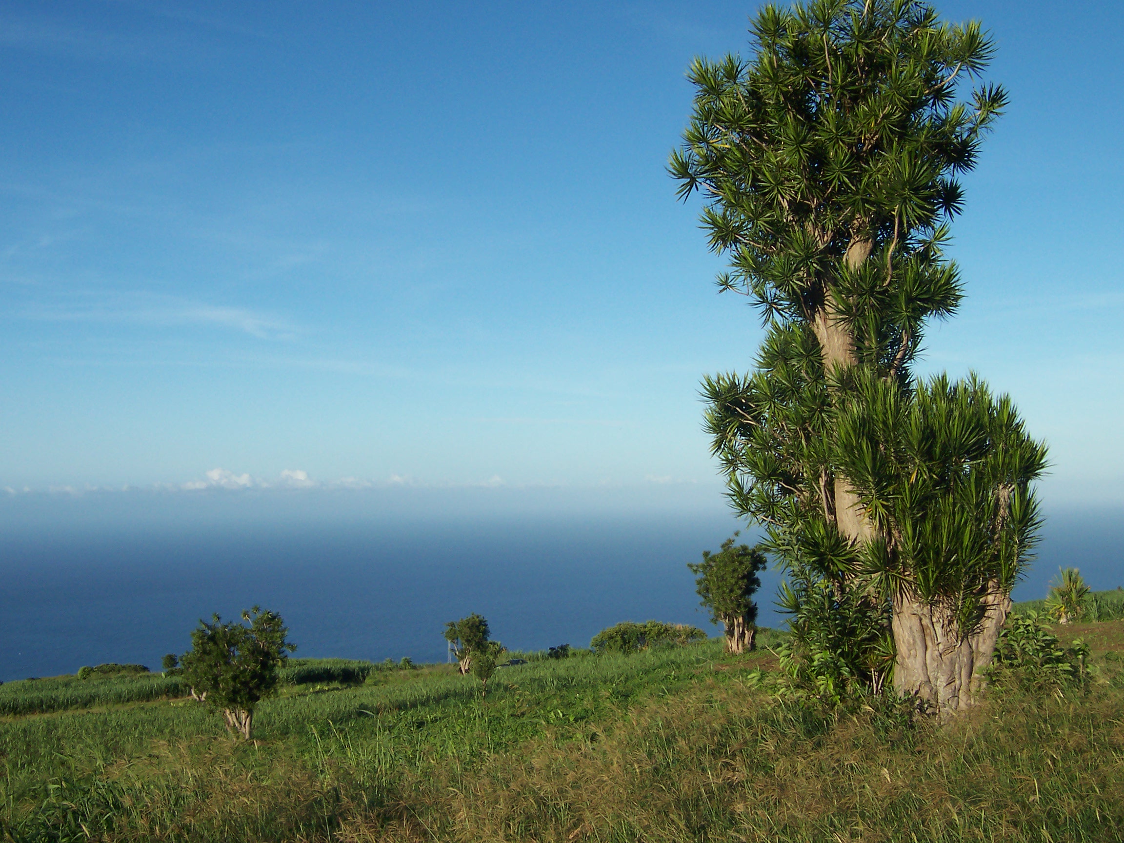 드라세나 송 오브 인디아(Dracaena reflexa) — 노란·녹색 줄무늬 잎