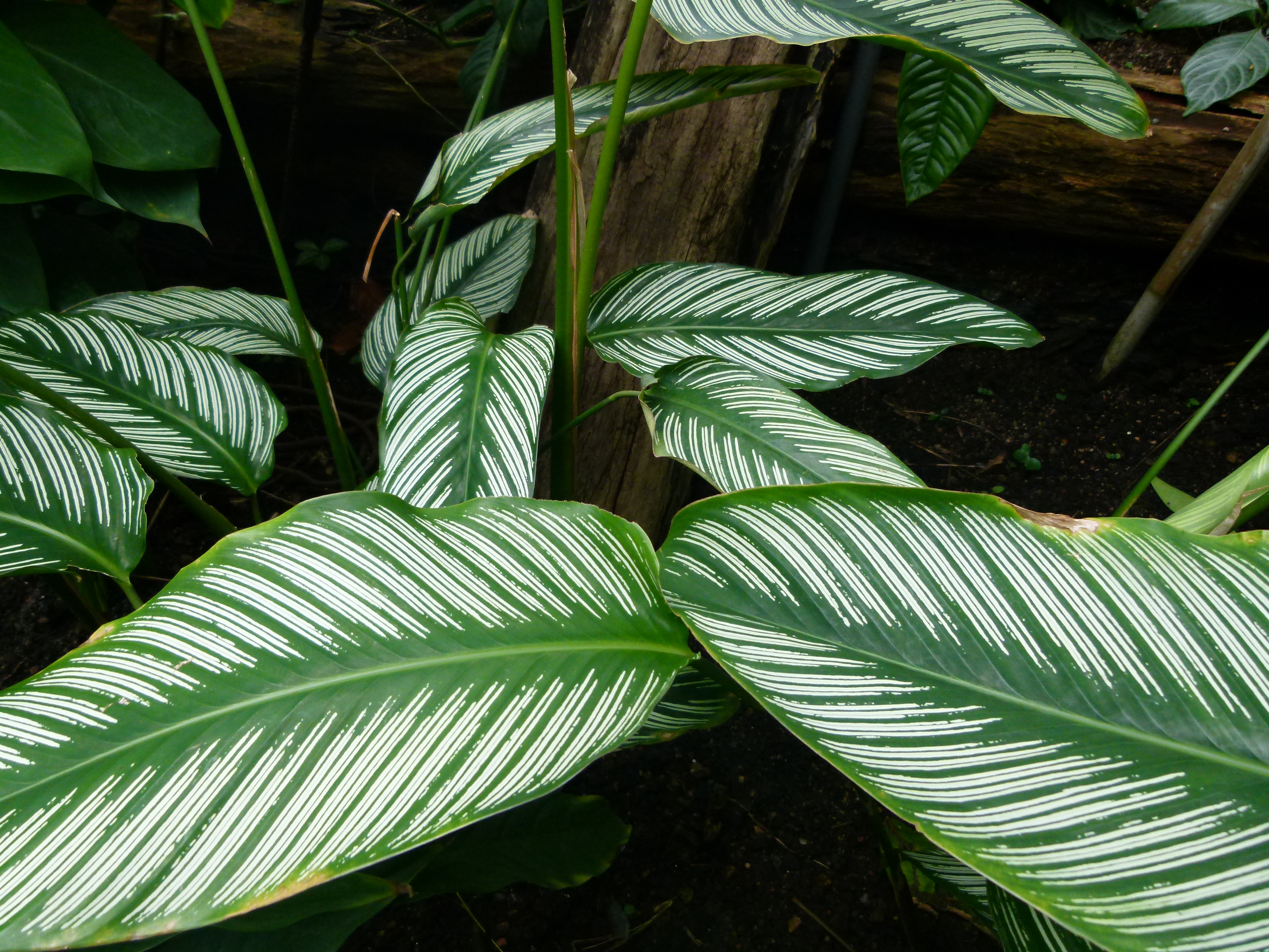 칼라테아 오르나타(Calathea ornata) — 줄무늬 잎이 화려한 음지 관엽