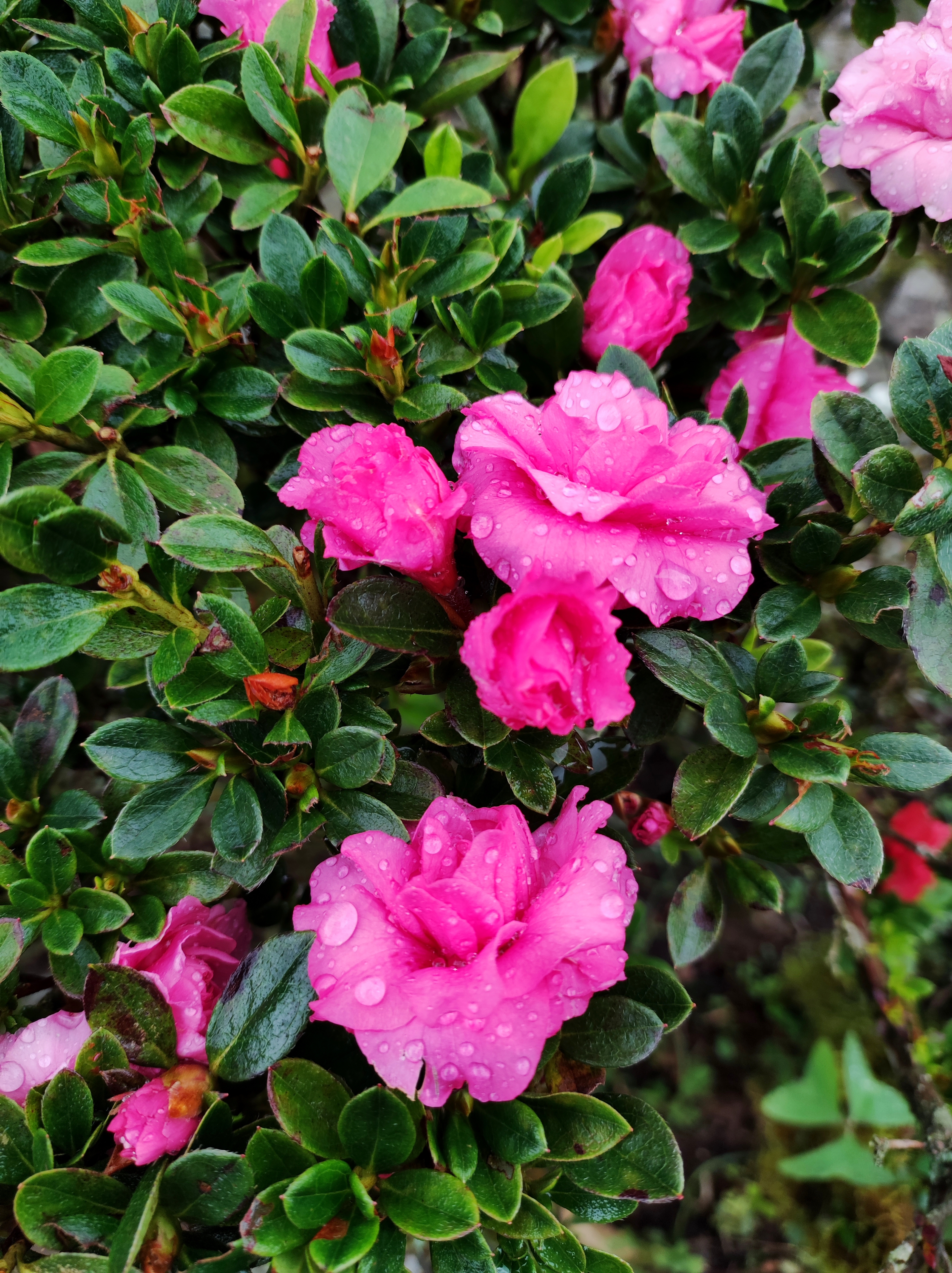 진달래 아잘레아(Rhododendron simsii) — 분홍 봄꽃