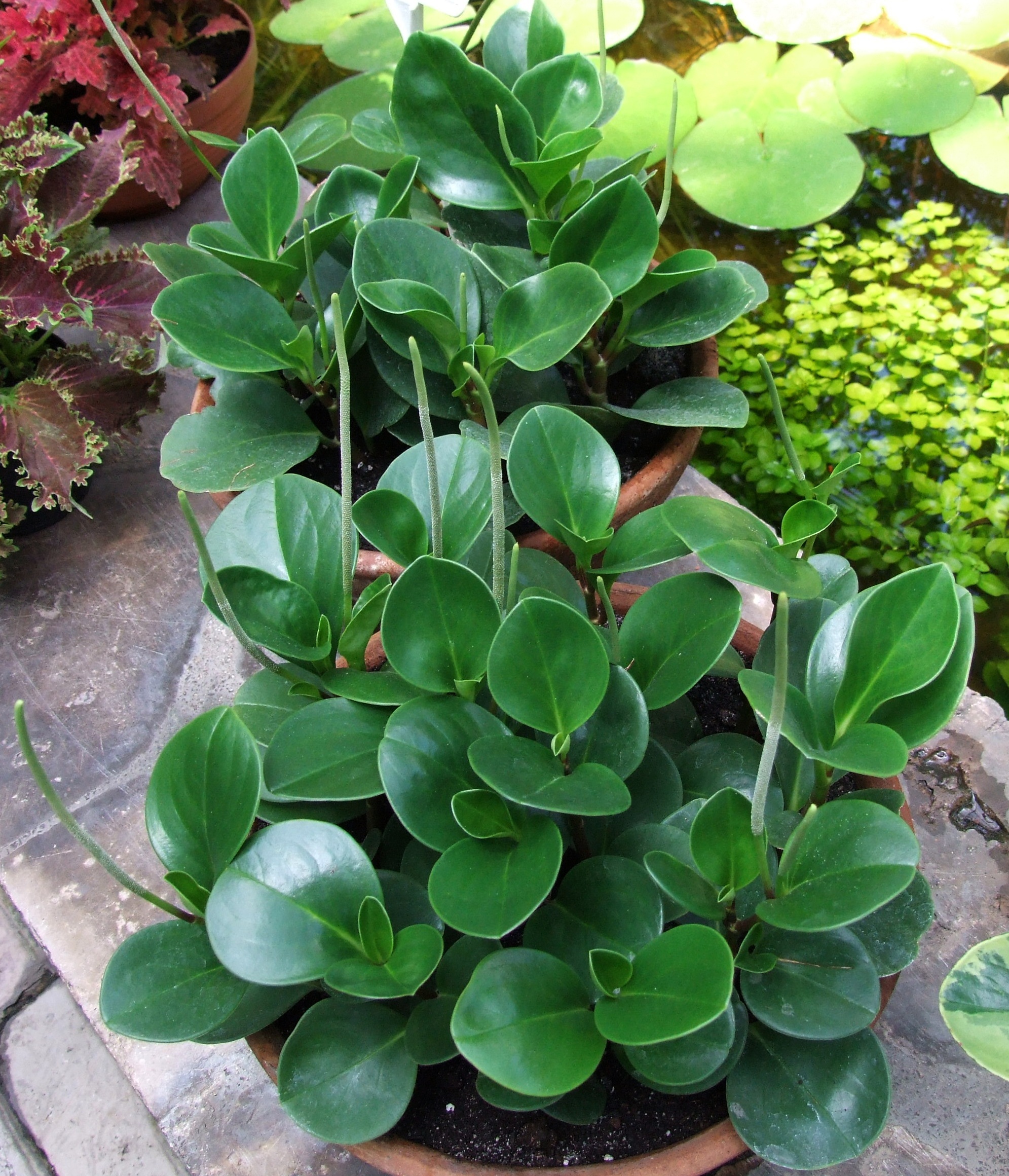 페페로미아 옵투시폴리아(Peperomia obtusifolia) — 광택 둥근 잎