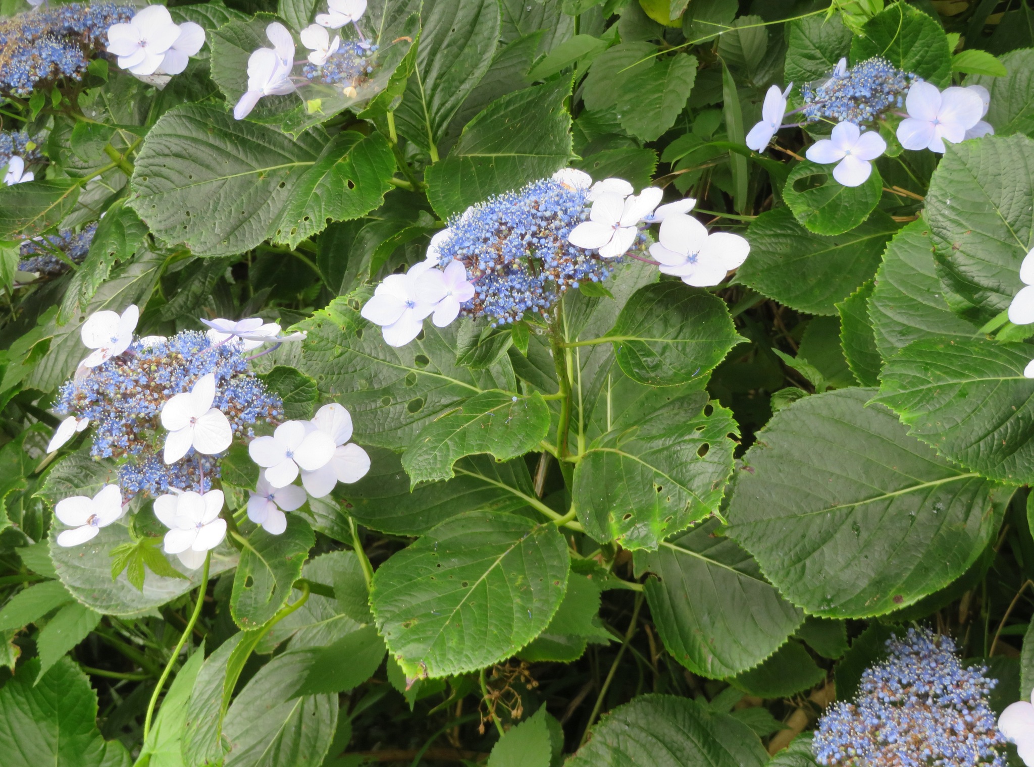 수국(Hydrangea macrophylla) — Wikimedia Commons