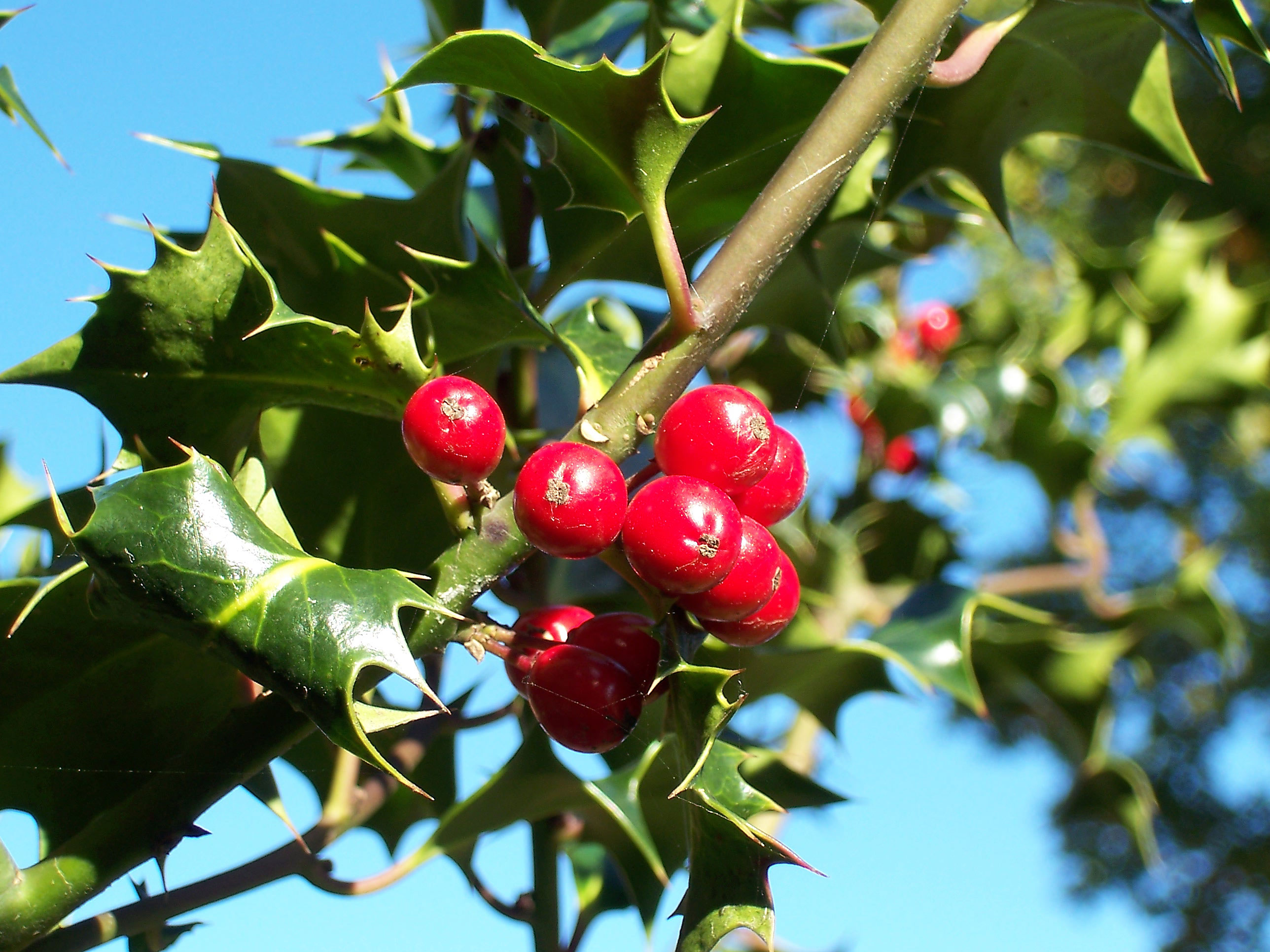 영국호랑가시(Ilex aquifolium) — Wikimedia Commons CC 라이선스 대표 사진