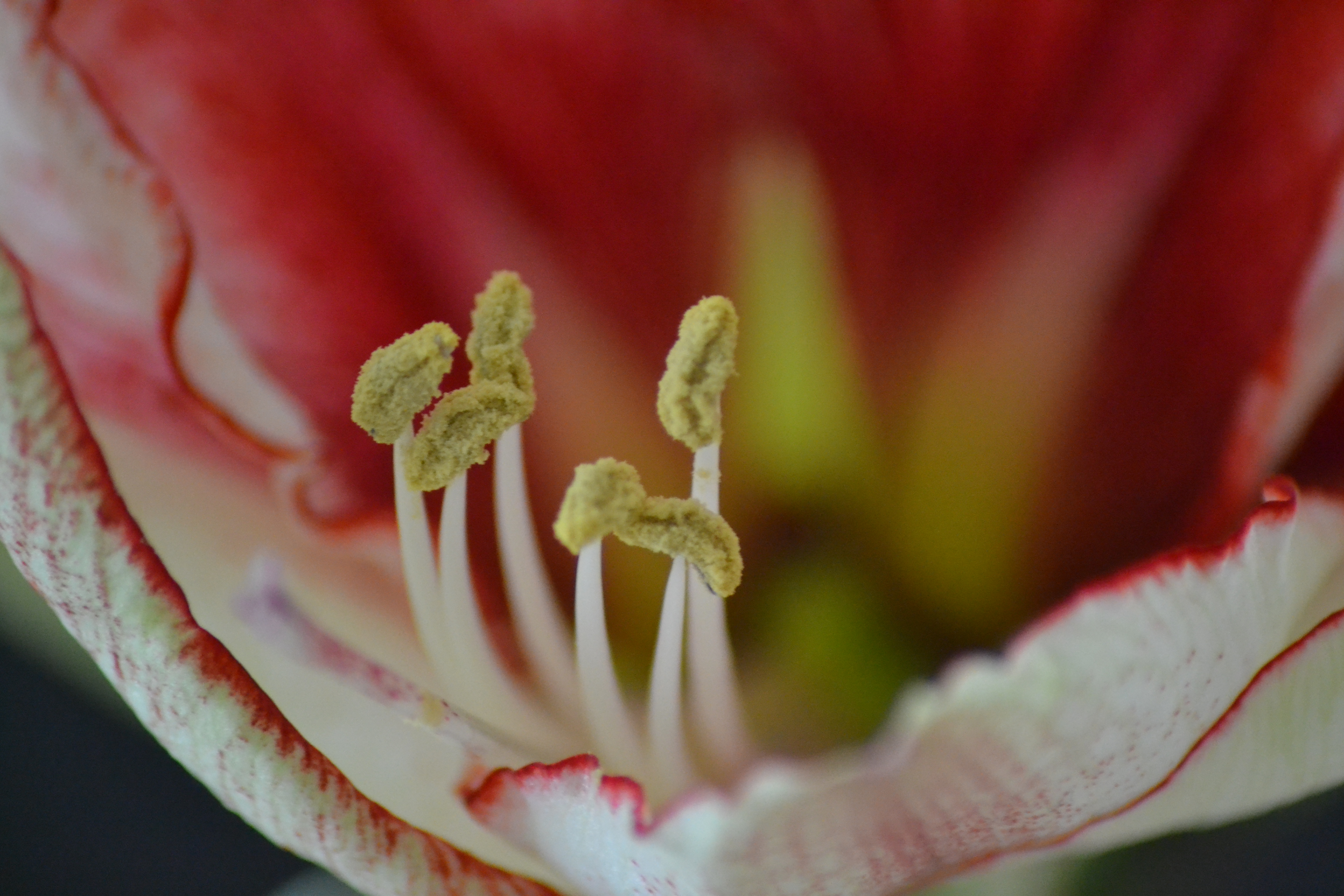 아마릴리스(Hippeastrum) — 트럼펫 모양 큰 꽃