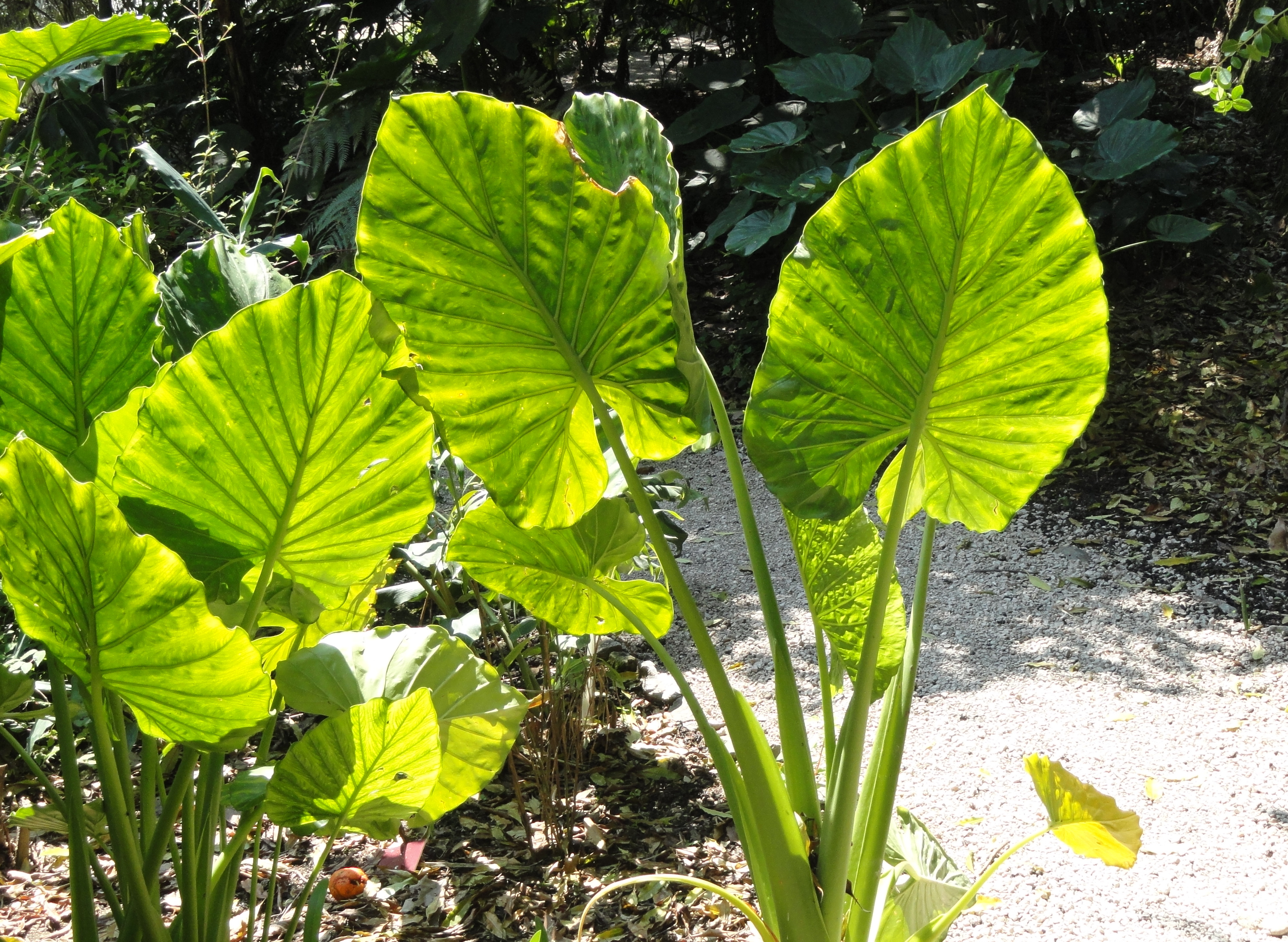 알로카시아(Alocasia macrorrhizos) — 코끼리귀 모양 큰 잎