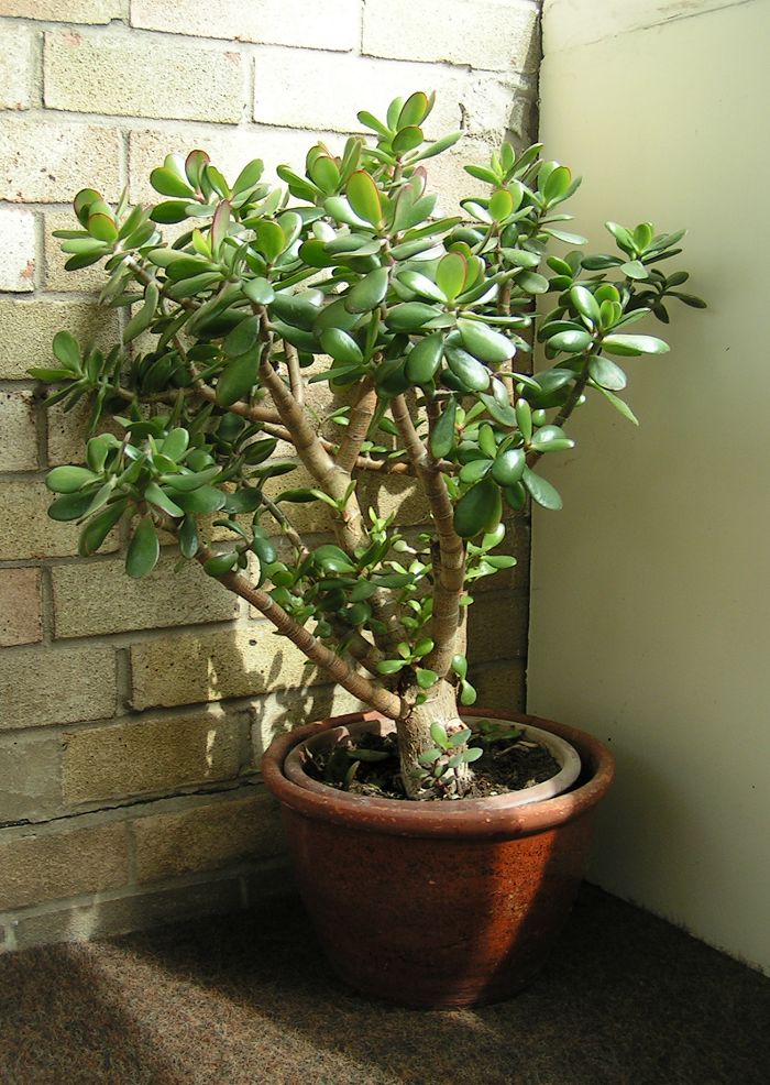 염자(Crassula ovata) — 두툼한 동전 모양 잎의 다육식물