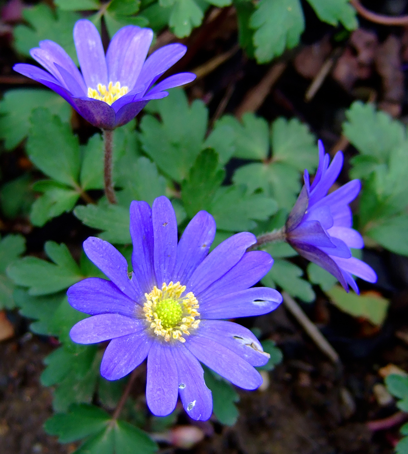 그릭아네모네(Anemone blanda) — Wikimedia Commons CC 라이선스 대표 사진