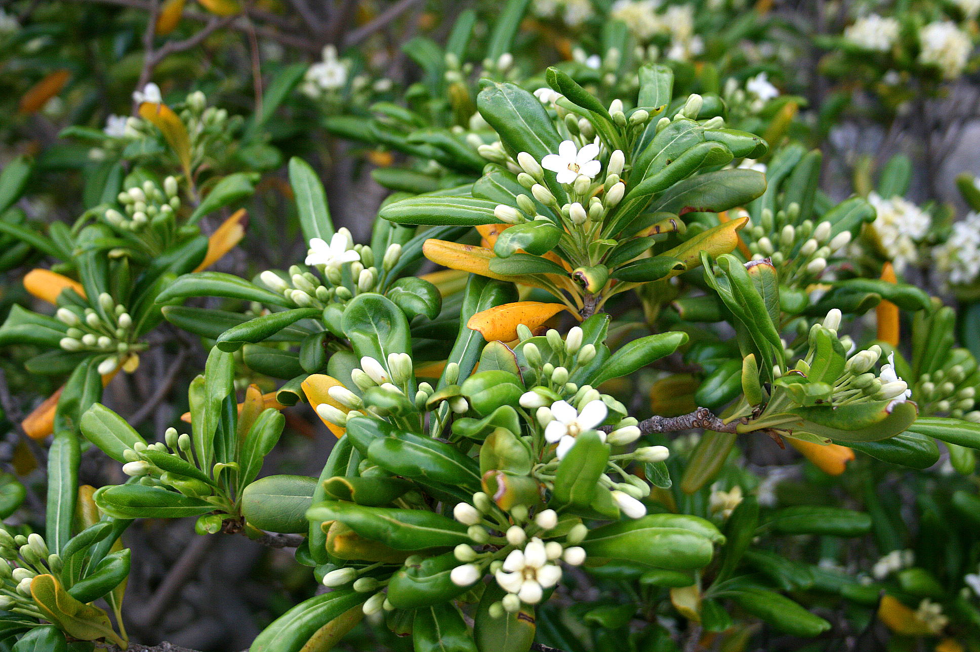 돈나무(Pittosporum tobira) — Wikimedia Commons CC 라이선스 대표 사진