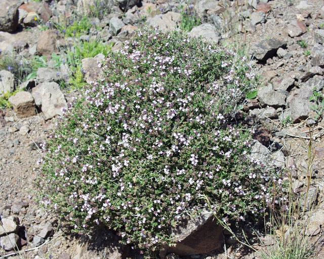 타임(Thymus vulgaris) — 작은 잎과 강한 향의 지중해 허브