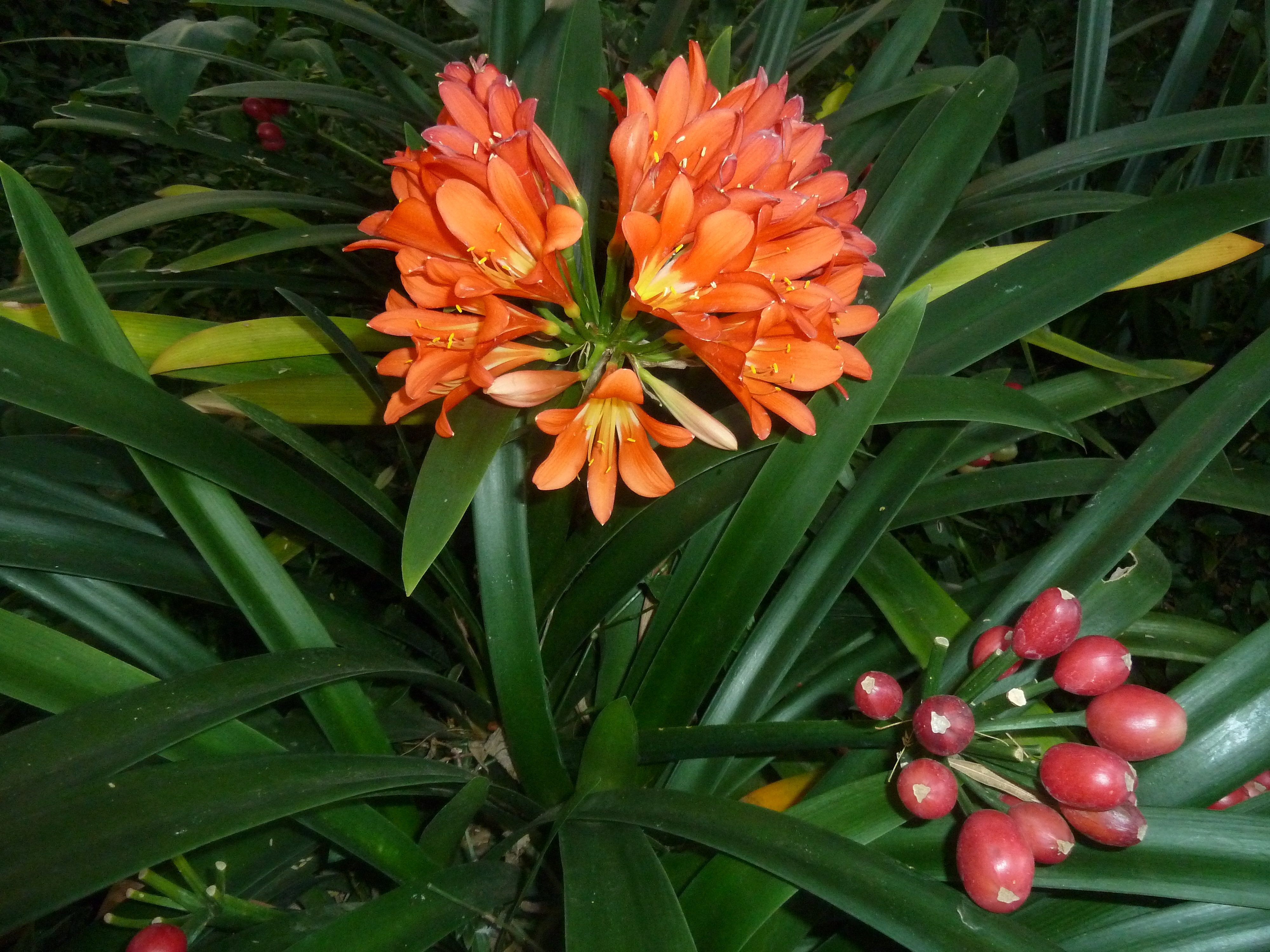 군자란(Clivia miniata) — 칼 모양 잎과 봄 주황 꽃