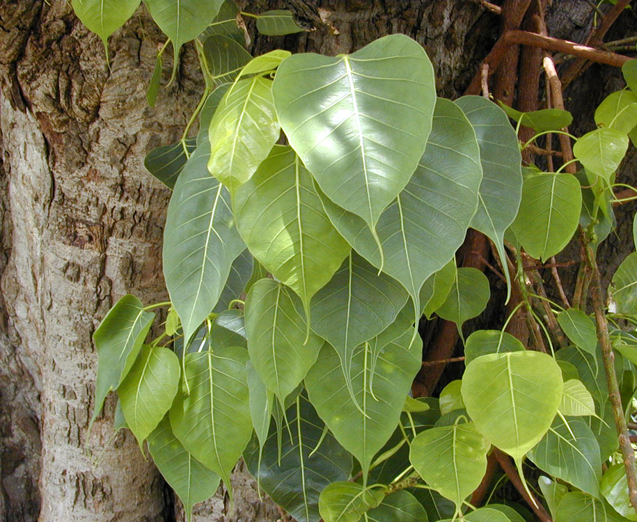 보리수(Ficus religiosa) — Wikimedia Commons CC 라이선스 대표 사진