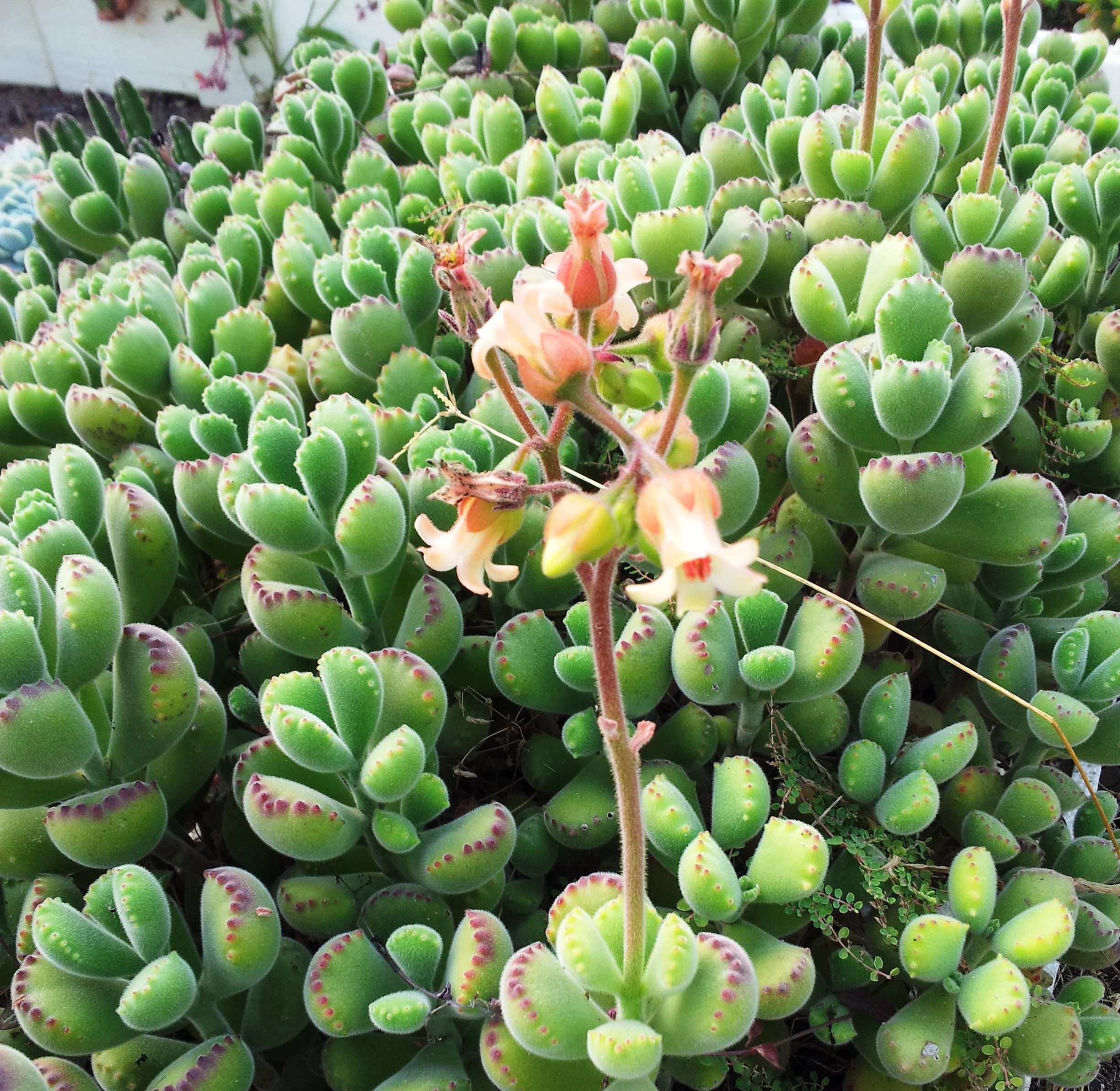 곰귀(Cotyledon tomentosa) 대표 사진