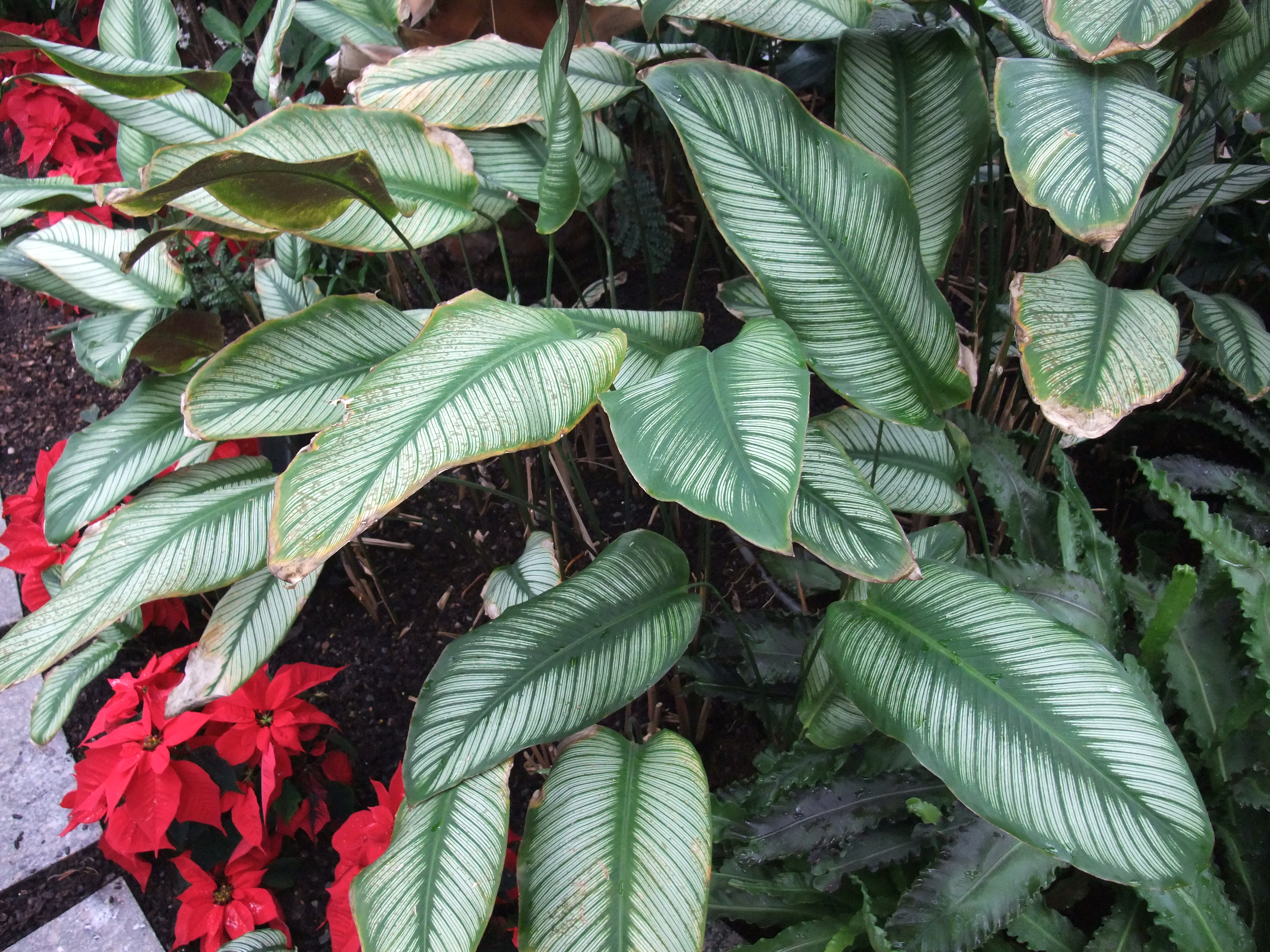 칼라테아 오르나타 'Roseo-lineata' 잎 — 핑크 줄무늬 식별