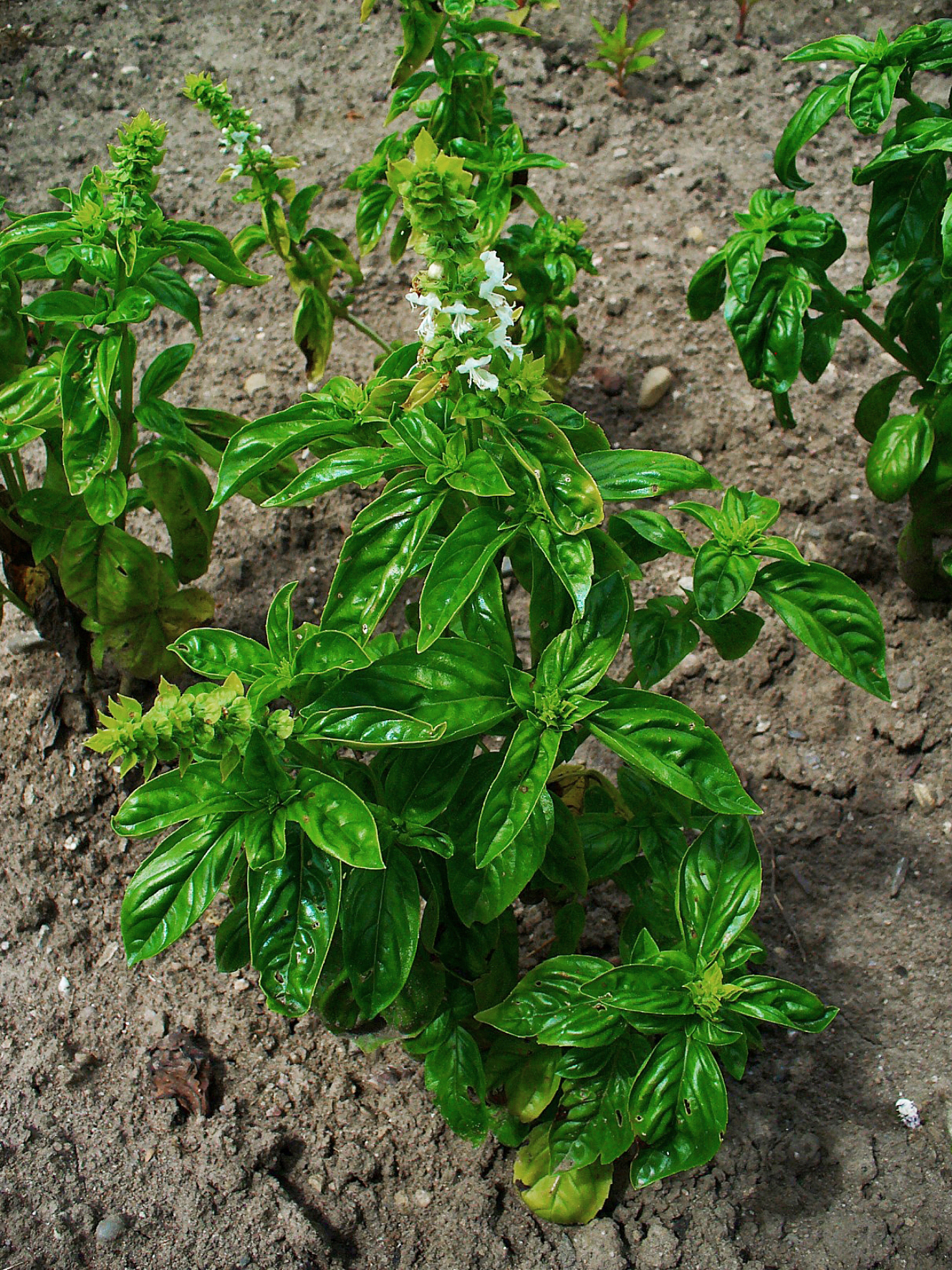 바질(Ocimum basilicum) — 이탈리아 요리 필수 허브