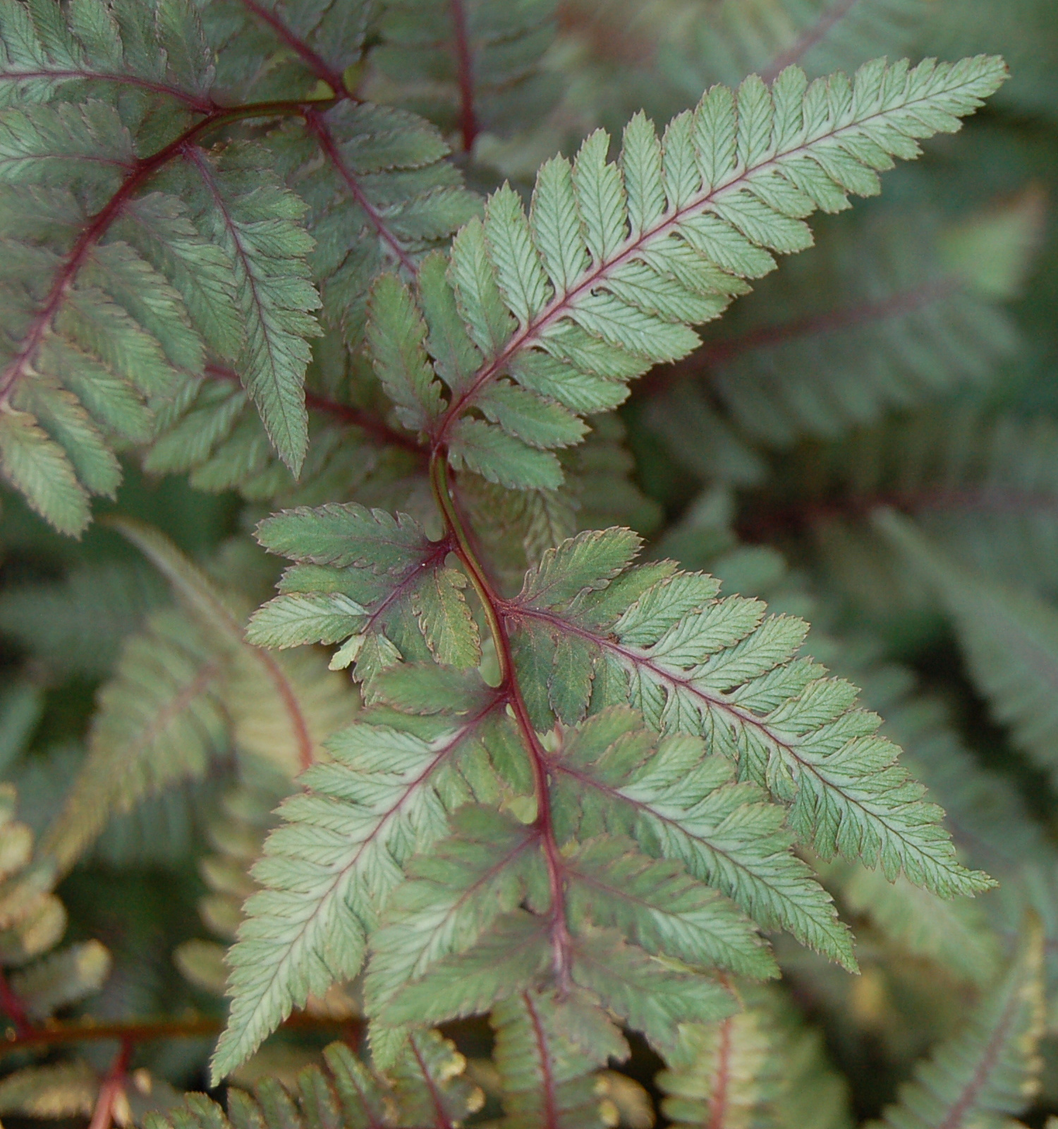 일본화살양치(Athyrium niponicum) 대표 사진