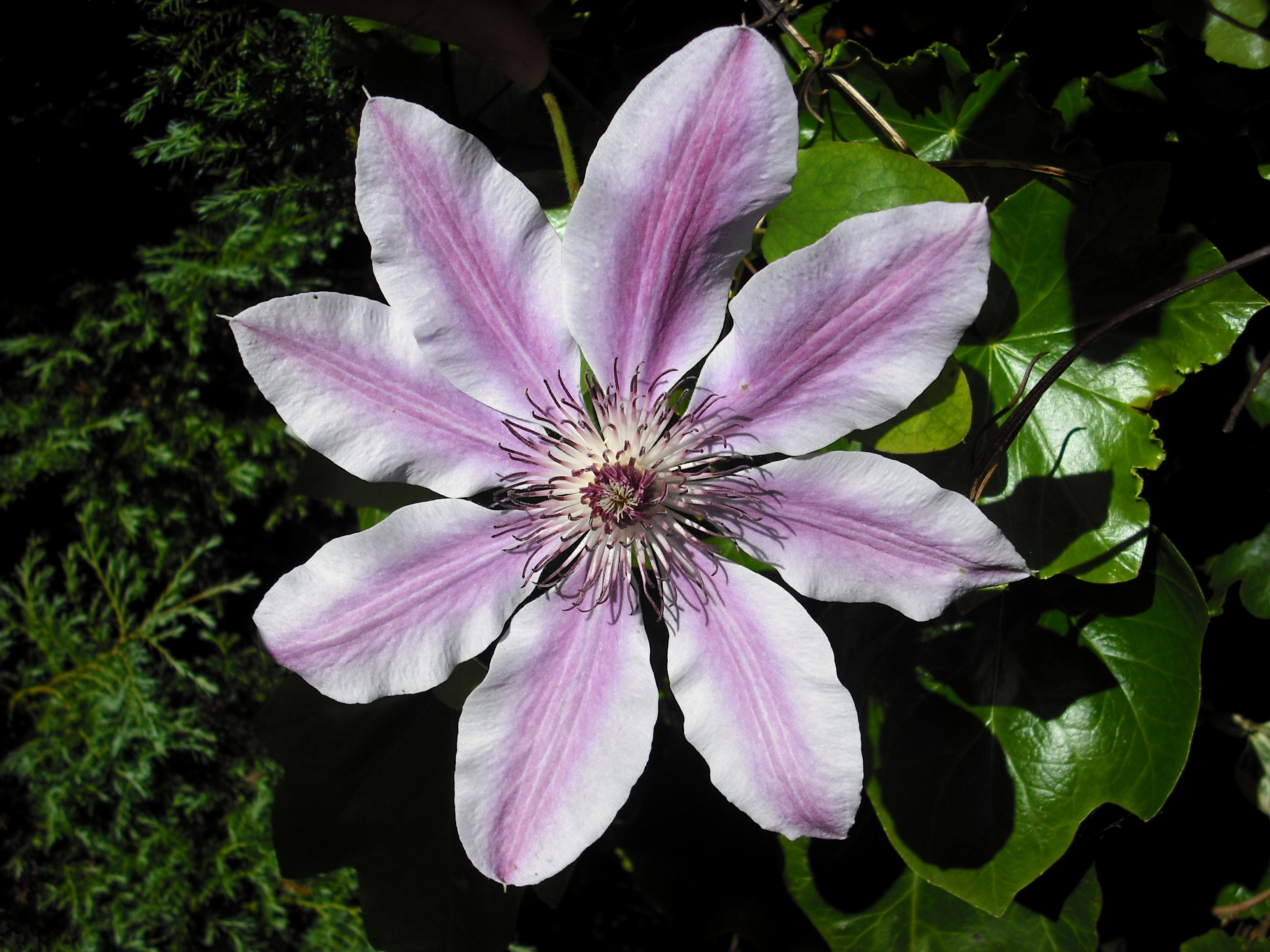 클레마티스(Clematis) — Wikimedia Commons CC 라이선스 대표 사진