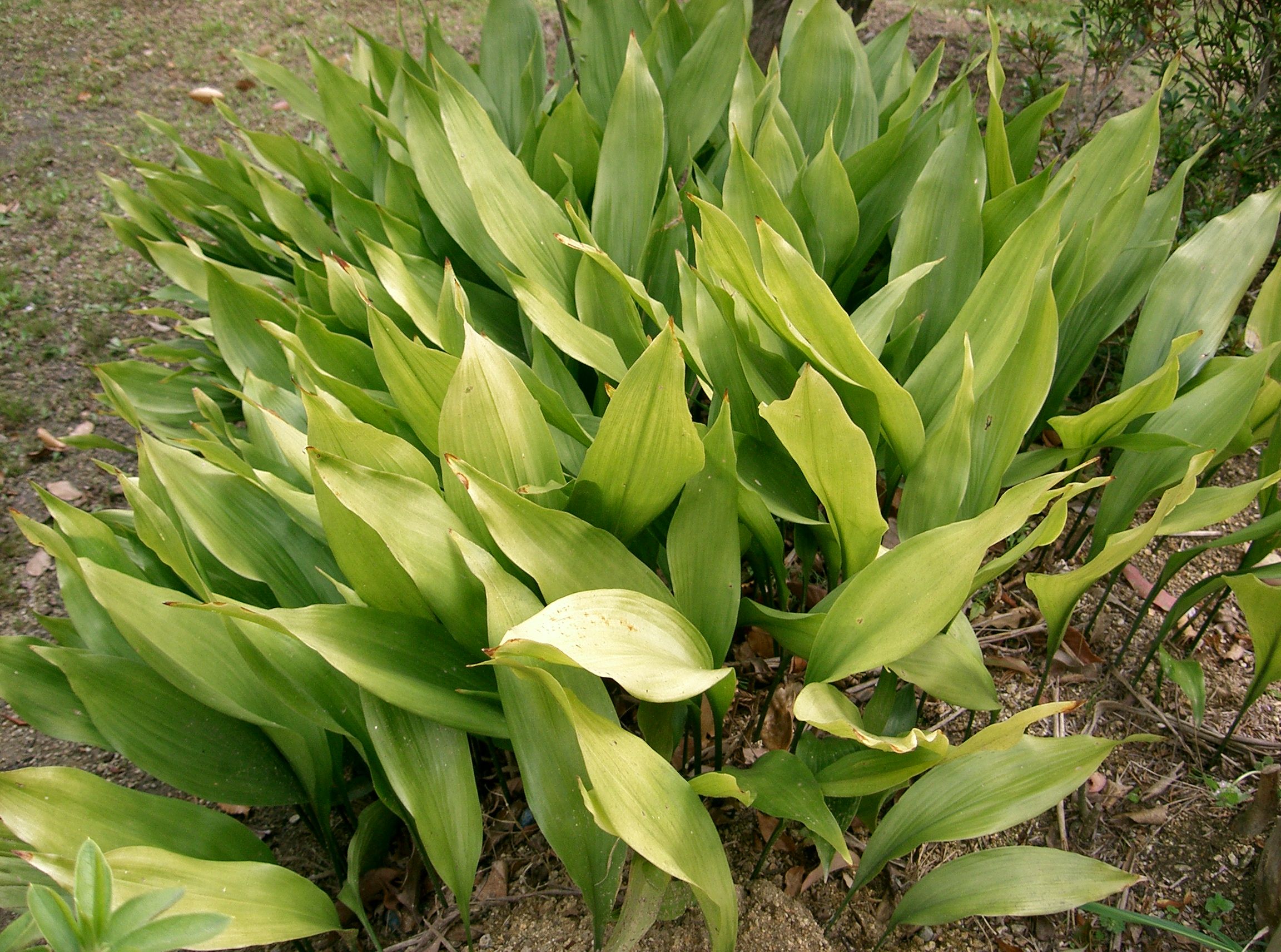 엽란(Aspidistra elatior) — Wikimedia Commons