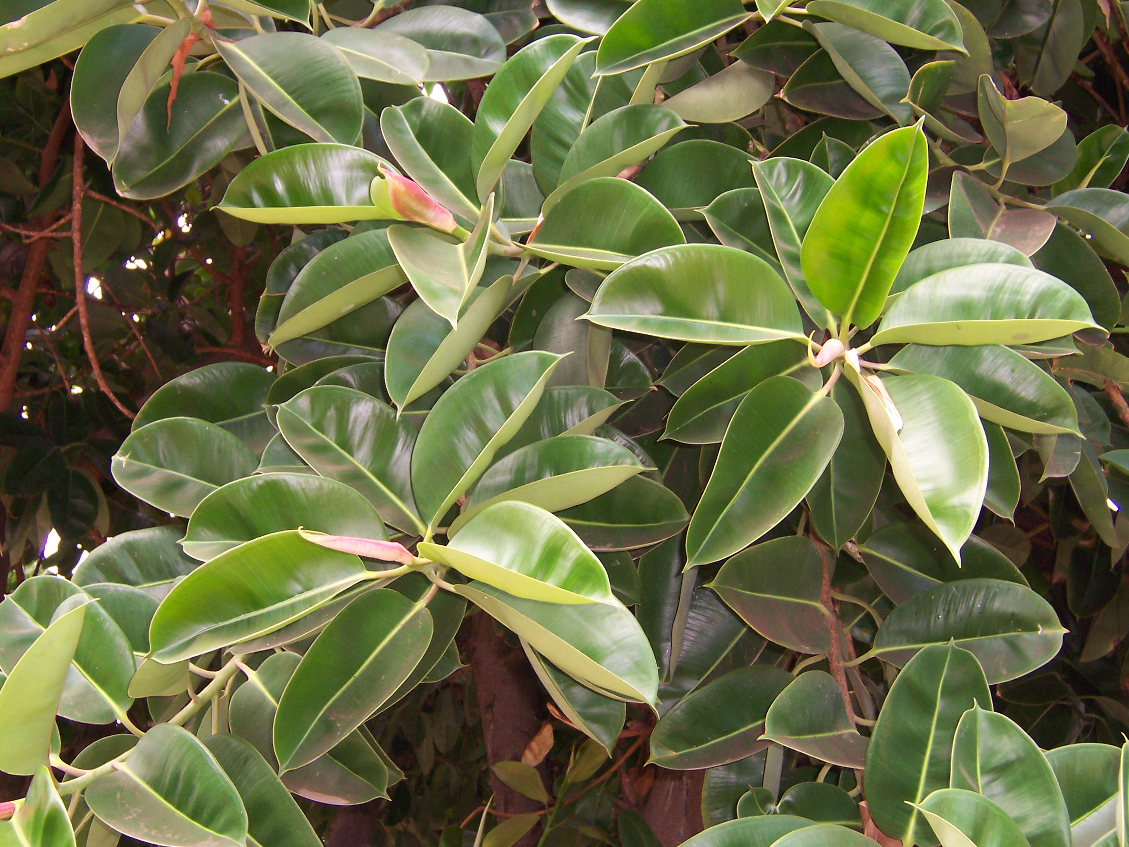인도고무나무(Ficus elastica) 잎 — 두툼하고 광택 있는 진녹색